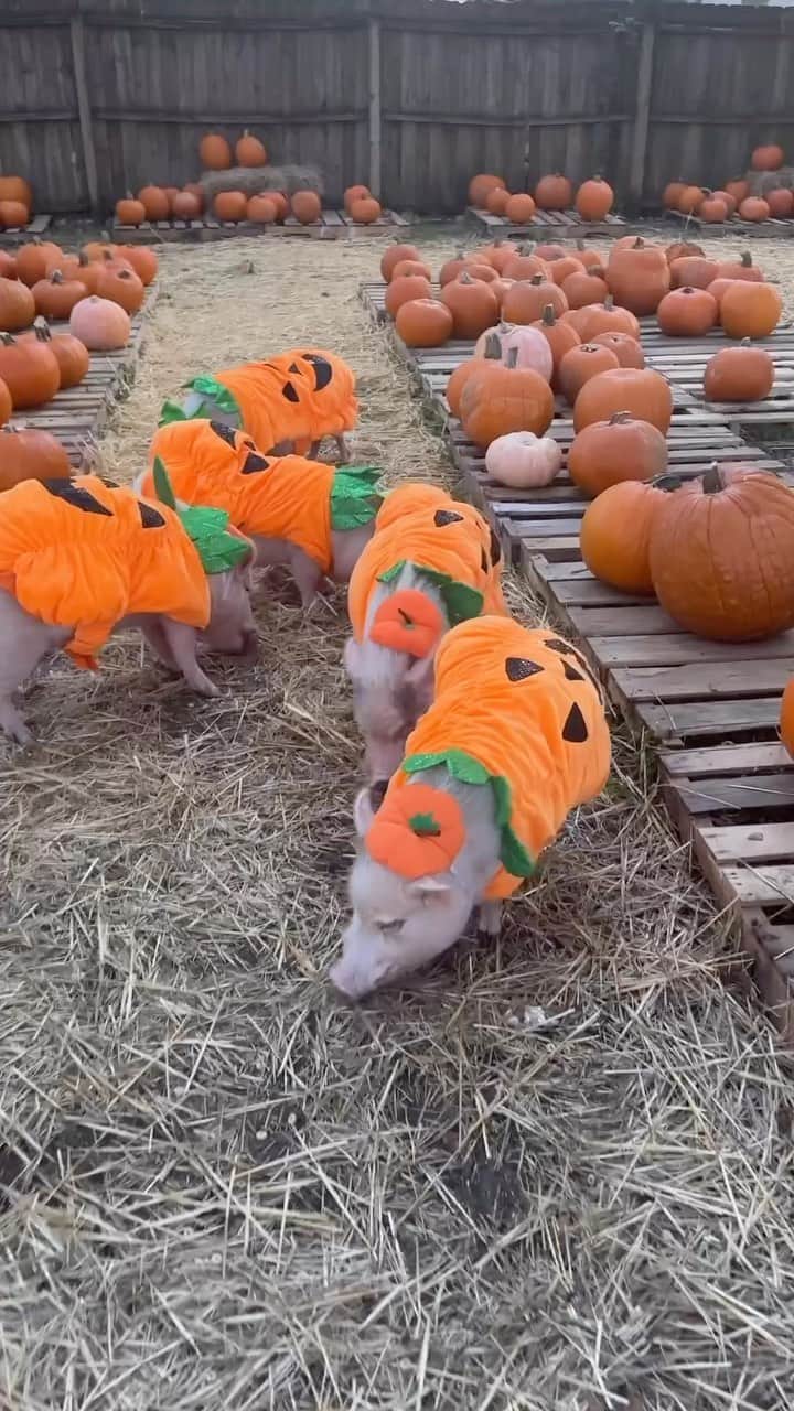 Priscilla and Poppletonのインスタグラム：「Five little pumpkins rooting through the patch! This is one of our favorite traditions! So many pumpkins to choose from. Which one would you pick?🐷🎃 #cutestpumpkininthepatch #pumpkinpatch #piggypenn #poseyandpink #prissyandpop」