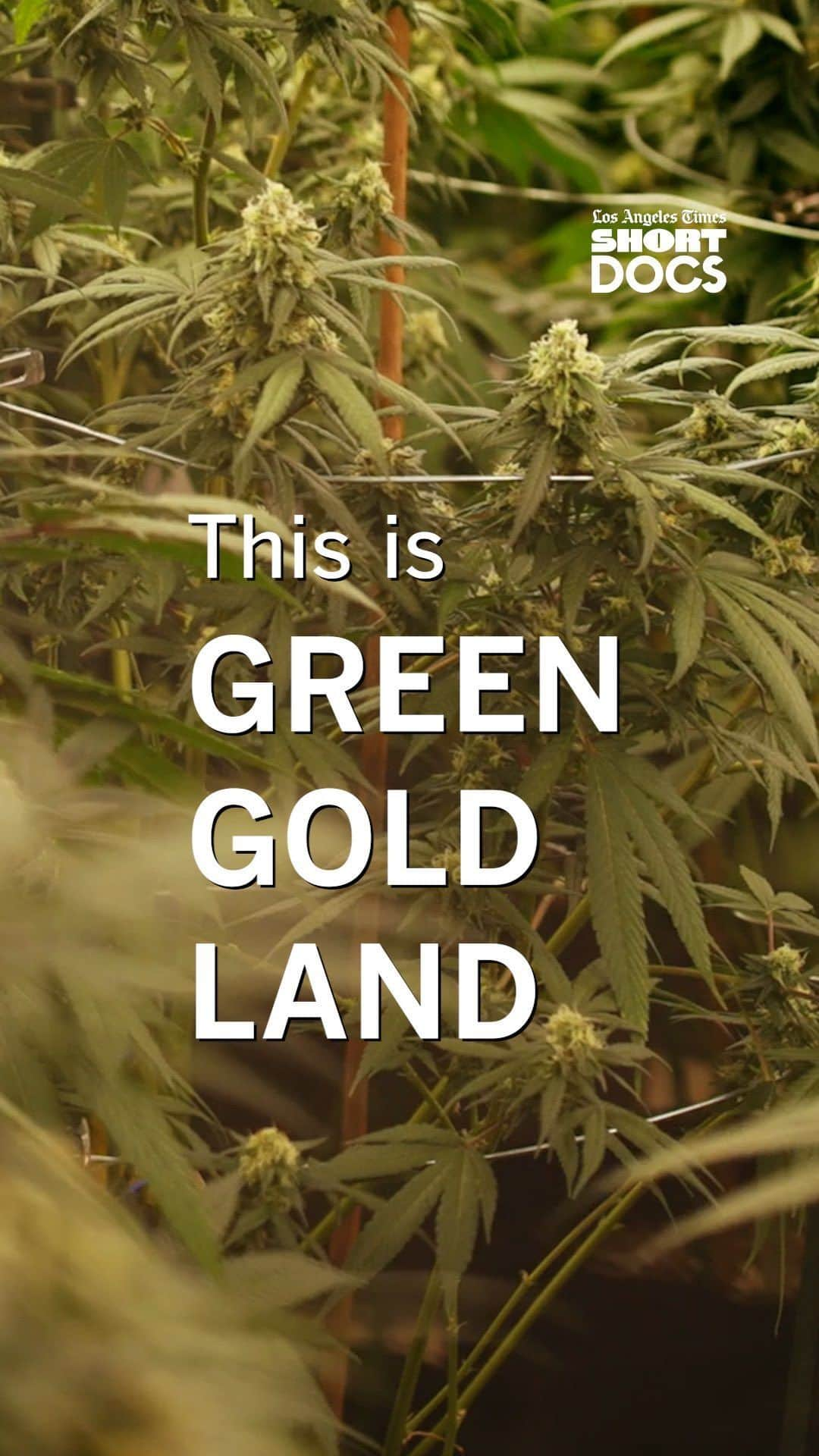 CANON USAのインスタグラム：「“Green Gold Land,” a poignant documentary about cannabis cultivation in the heartland, now released on @LAtimes #Short Docs, shot exclusively with @CanonUSA products  Watch the full documentary at the link in bio.」