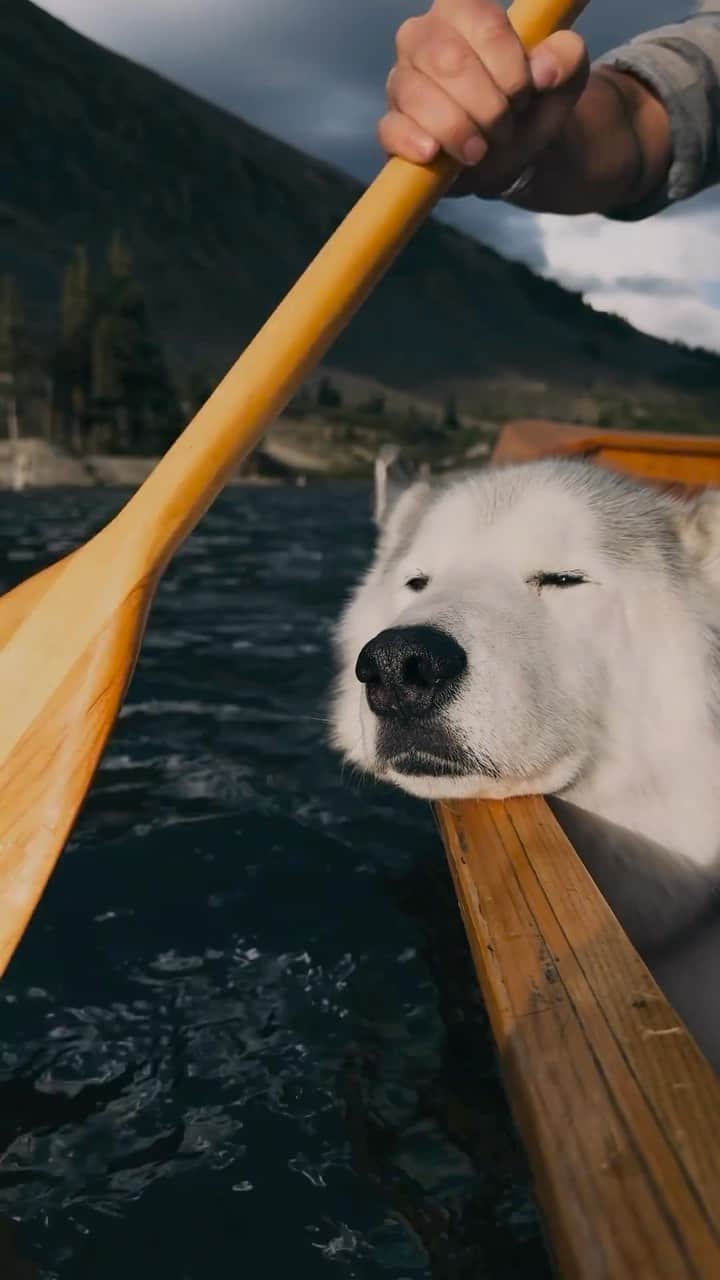 PicLab™ Sayingsのインスタグラム：「Friendly reminder: your furry friend enjoys adventures just as much as you! 🐶 Loki is just the cutest canoeing canine we have ever seen.   🎥 @loki」
