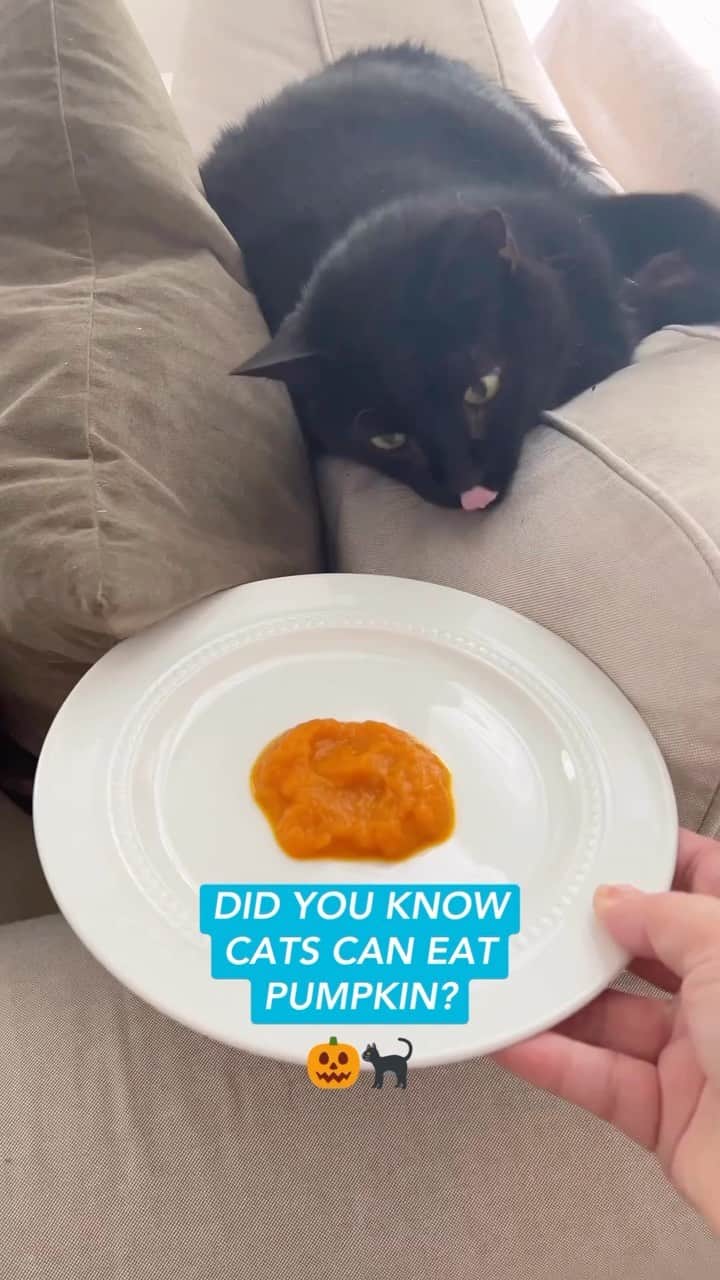 Fresh Stepのインスタグラム：「Meet the gourd doing good for your cat! 🎃🐱  *Always consult your veterinarian before adding new foods to your cat’s diet.  Source: www.petmd.com/cat/nutrition/can-cats-eat-pumpkin  #cattips #cathealth #cattipsandtricks #catcare #blackcats #catlovers #freshstep #freshsteplitter」