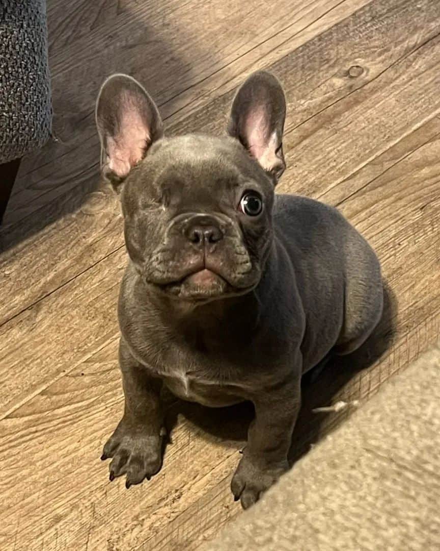 French Bulldogのインスタグラム：「Meet our incredible one-eyed friend, Bean! @bean_frenchiee   Let's show him some love and support on his journey. 🐾❤️   . . . . .  #BeanTheInspiration #SpreadLoveForBean #FrenchieResilience #BeanTheWarrior #frenchie #frenchieoftheday #französischebulldogge #franskbulldog #frenchbulldog #frenchieworld  #frenchiepuppy #dog #dogsofinstagram #bulldog #bulldogfrances #フレンチブルドッグ #フレンチブルドッグ #フレブル #frenchbulldogsofinstagram #batpig #buhi #buhigram #buhistagram」