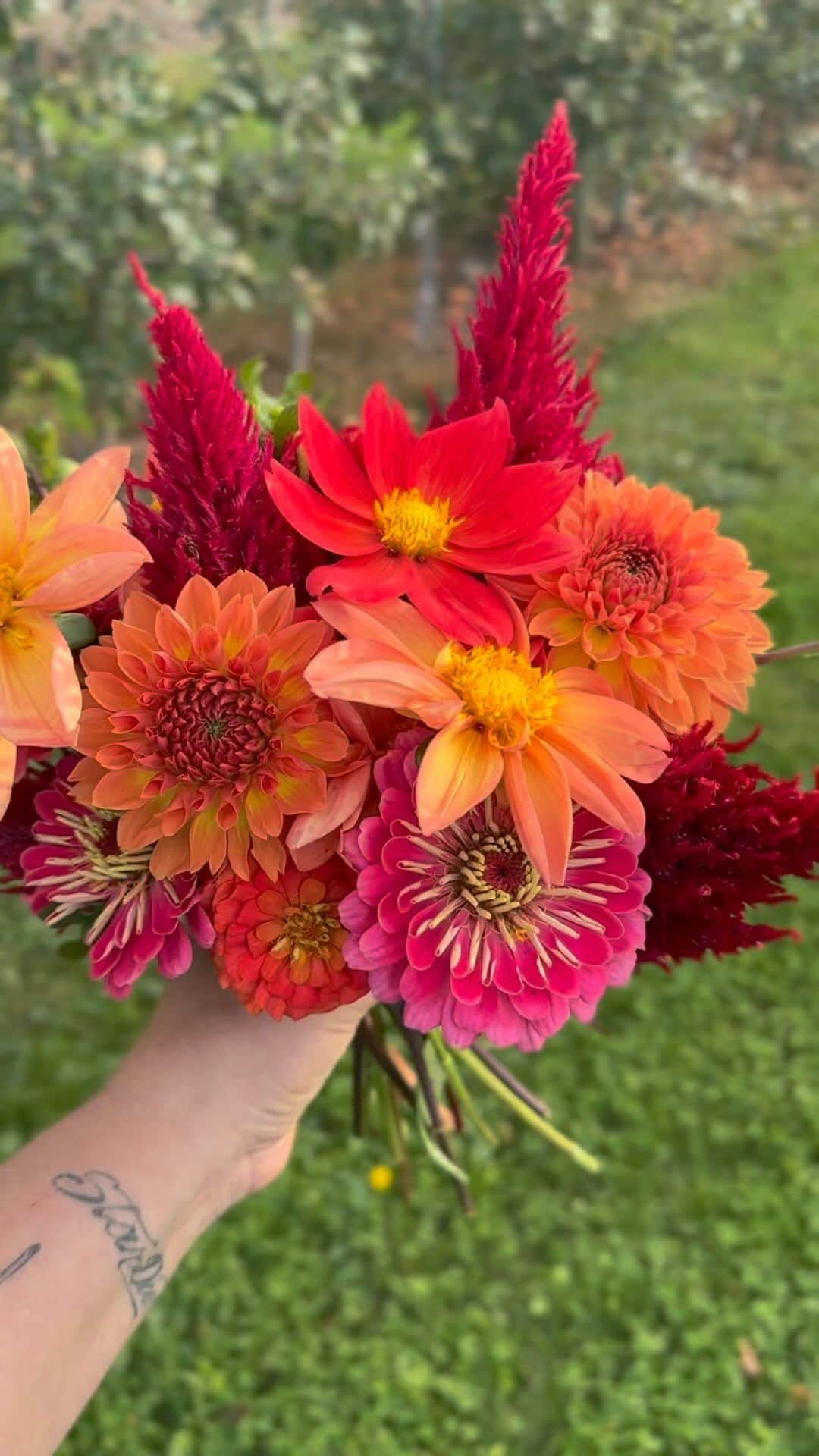 リズ・チェルカソワのインスタグラム：「Still in awe of being able to grow my own flowers  #flowergardening #learningtogrow #dahliasplease #cosmosflower #zinnias #hudsonny」