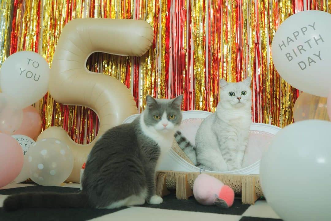 あやみ旬果のインスタグラム：「チーノ8/15 ラテ10/4 ５歳でした🎂🐈🐈 #誕生日 #おめでとう #㊗️㊗️㊗️ #🎂   #チーノ様 #ラテ様 #自宅記念 #猫のいる暮らし #猫のいる幸せ #猫のいる生活」