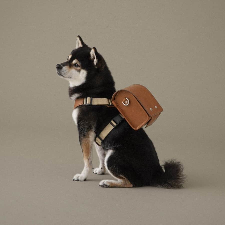 Fashionsnap.comさんのインスタグラム写真 - (Fashionsnap.comInstagram)「【ニュース】土屋鞄製造所の革製品ブランド「ツチヤカバン（TSUCHIYA KABAN）」が、ブランド初となるペット用アイテムを12月14日に発売。犬用のランドセルとしても飼い主がポシェットとしても使用できるペットランドセル（4万9500円）や、犬用キャリーバッグ（25万3000円）など5種類をラインナップする。⁠ ⁠ 発売に先駆けて、TSUCHIYA KABAN 渋谷店では11月1日から12日まで先行予約販売を実施。六本木店では11月16日から30日まで製品の先行展示を行う。⁠ ⁠ #tsuchiyakaban #土屋鞄 #土屋鞄製造所 #ペット #犬 #ニュース_fs @tsuchiya_kaban」10月25日 14時15分 - fashionsnapcom