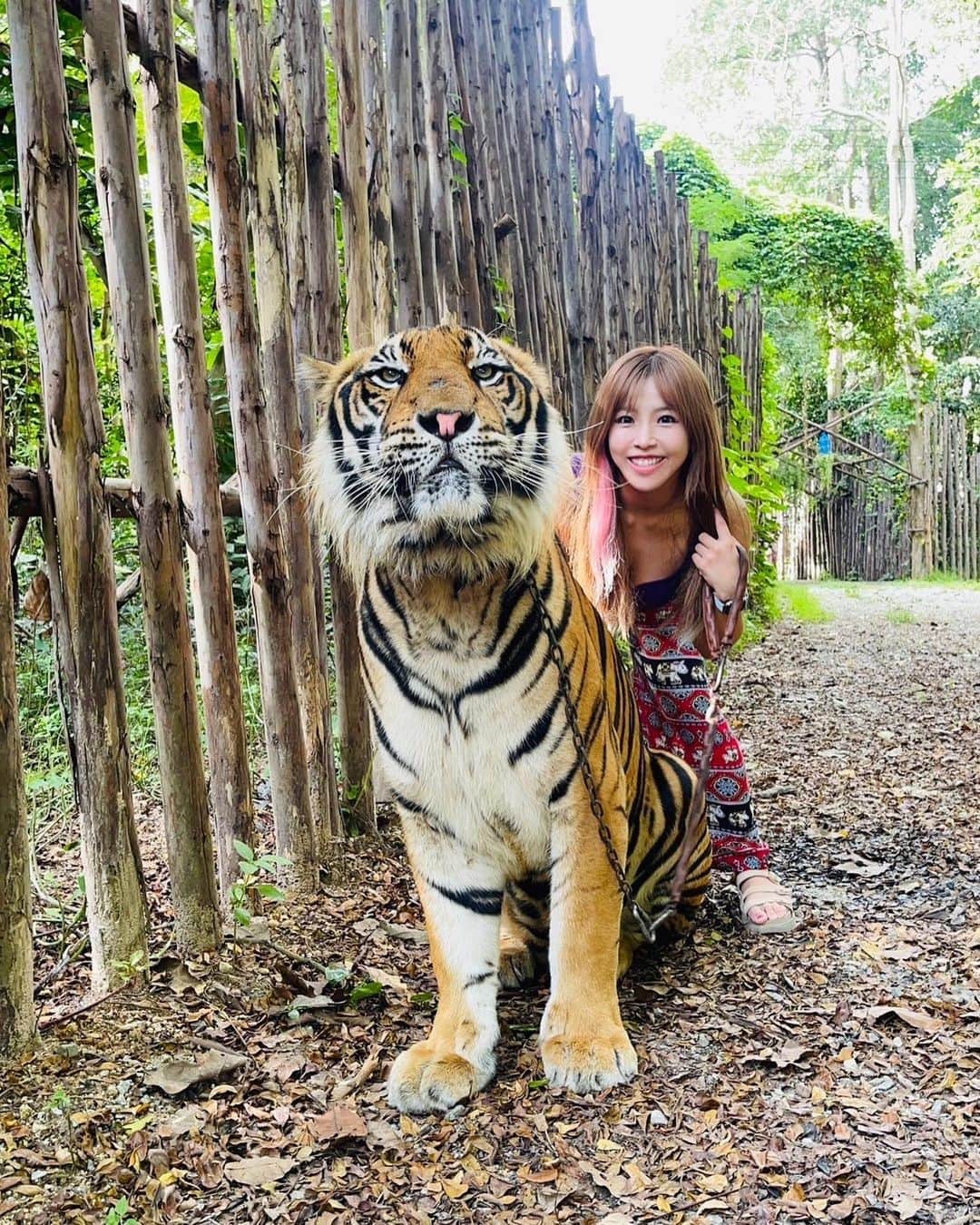 白川未奈さんのインスタグラム写真 - (白川未奈Instagram)「タイの思い出、しばらくお付き合い下さい✨✨ 一緒にお散歩してくれたよ🐅🧡  #STARDOM #minashirakawa #TigerTopiaZoo #tiger #トラ #ไทเกอร์โทเปีย #thailand #bangkok #trip #prowrestling」10月25日 14時22分 - mina_shirakawa