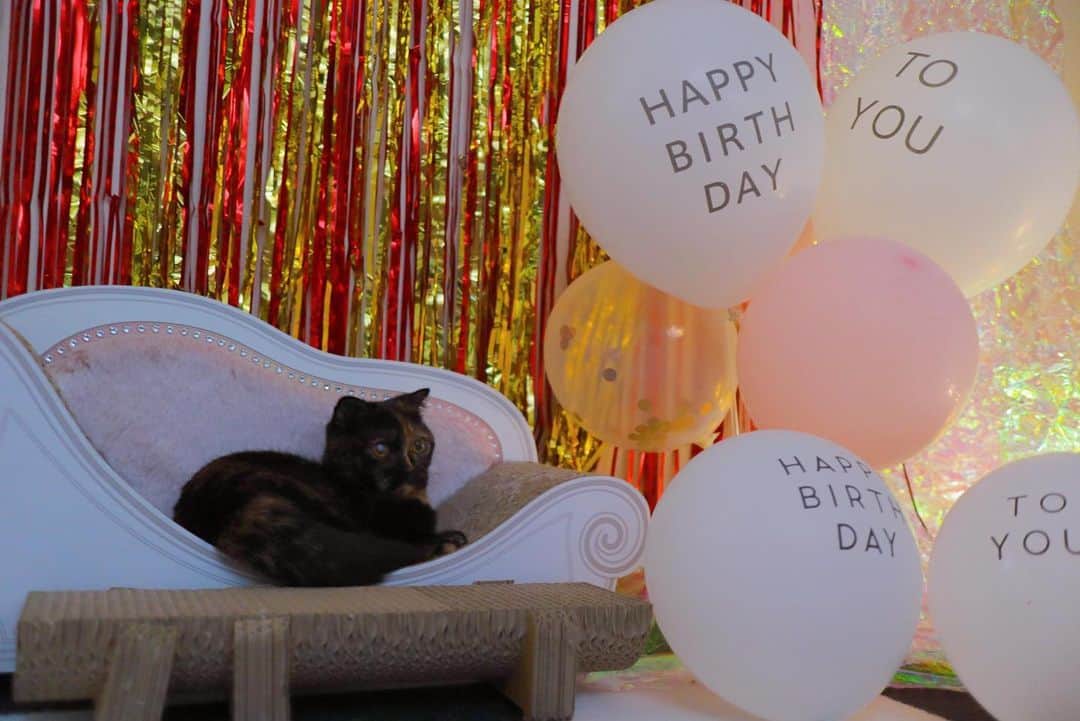 あやみ旬果さんのインスタグラム写真 - (あやみ旬果Instagram)「５歳の誕生日じゃないけど、 トティさんも現れてパシャリ📷🐈‍⬛笑 きゃわー🖤🤎  #トティ様 #マンチカン #まだ1歳 #里親 #猫のいる幸せ #猫のいる暮らし #ねこのいる幸せ #🐈」10月25日 14時59分 - ayami_syunnka0815