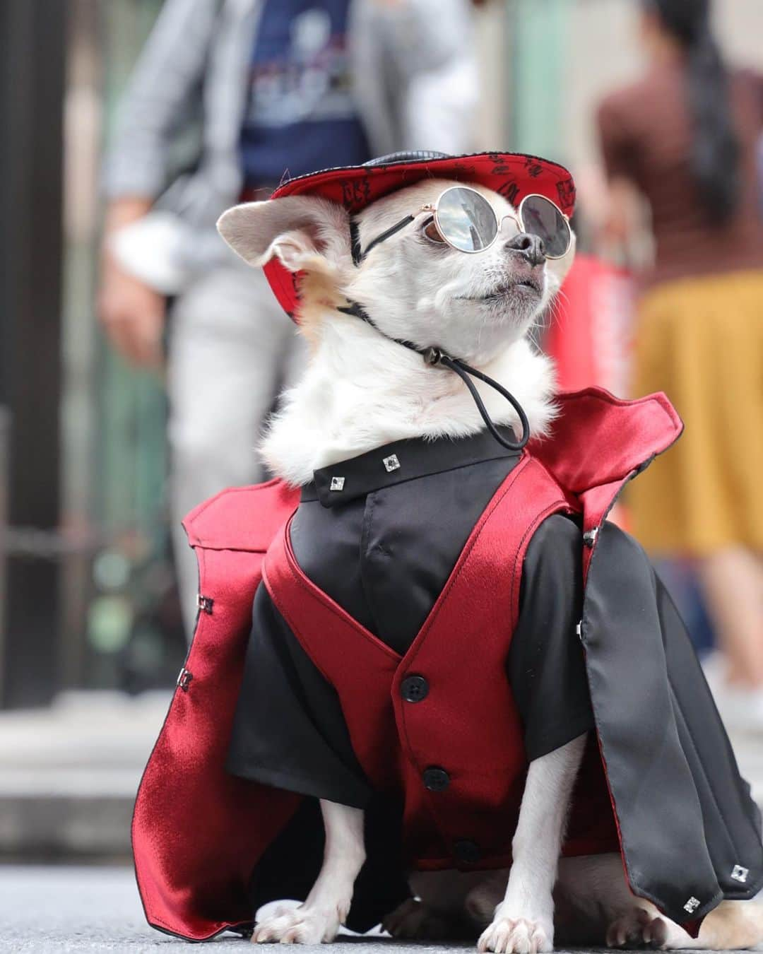 紋次郎のインスタグラム：「週末はハロウィンだ！と言い聞かせてみる🤣  #dog#dogstagram#instadog#chihuahua#barkbox#mydogiscutest#buzzfeed#dog_features#fluffypack#barkpack#dogsofinstagram#犬#チワワ#手作り#handmade#着物#fashion#紋次郎一家#チーム茶#ふわもこ部#igersjp#peco犬部#dogfashion #whisky」