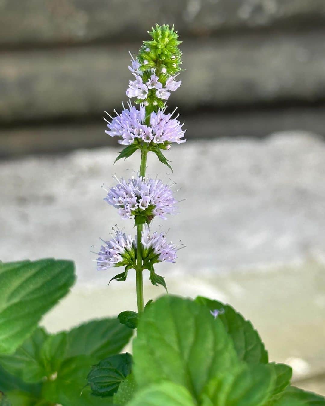 のインスタグラム：「みなさんおはようございます。 昨日ミントの花が咲きました。 びっくりするほどの美しさです。大葉の花も咲いてかわいいです。 昨日のフレンチトースト。弱火でゆっくり！中まで熱くなるまで焼いたら美味しくなります。メイプルシロップをかけて。 昨日の撮影は仲良しのカメラマンの中野さんと一緒でした。彼も私も駆け出しの頃からずっと仲良しです。 私が大好きな玉ねぎドレッシング(醤油味)疲れた日はこのサラダと白ワインで元気になります。 キャベツを千切りにして氷水に入れパリッとさせてからこのドレッシングをかけて。野菜サラダだけではなくいろいろな物にもかけてみてください。 お時間がある時に作ってみてくださいね〜。 醤油玉ねぎドレッシング 玉ねぎはみじん切り1/2個分 赤いパプリカのみじん切り30g 黒オリーブのみじん切り4粒位 サラダ油大さじ2 醤油  大さじ4 酢　　　大さじ5-6 砂糖　　大さじ2-3 1  サラダ油で玉ねぎを茶色なるまで炒めたらパプリカを入れ軽く炒めて粗熱を取る。 ２ボールに調味料を入れ1を加えて黒オリーブを入れて混ぜる。みなさんの好きな味に変えていいんですよ〜。 みなさん今日も楽しい一日を過ごしてね〜。 私は今日は明日の撮影の準備とミーティングがあります。 #栗原はるみ  #kuriharaharumi  玲児さんに感謝の言葉をかけました。」