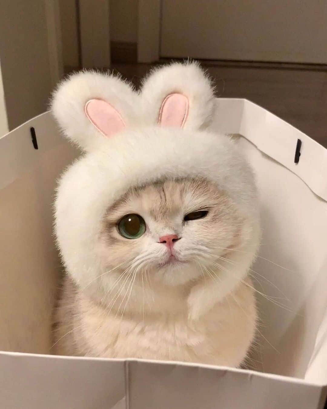Cute Pets Dogs Catsさんのインスタグラム写真 - (Cute Pets Dogs CatsInstagram)「Bunny 😉  Credit: @薄荷猫猫甜不甜 - DY For all crediting issues and removals pls 𝐄𝐦𝐚𝐢𝐥 𝐮𝐬 ☺️  𝐍𝐨𝐭𝐞: we don’t own this video/pics, all rights go to their respective owners. If owner is not provided, tagged (meaning we couldn’t find who is the owner), 𝐩𝐥𝐬 𝐄𝐦𝐚𝐢𝐥 𝐮𝐬 with 𝐬𝐮𝐛𝐣𝐞𝐜𝐭 “𝐂𝐫𝐞𝐝𝐢𝐭 𝐈𝐬𝐬𝐮𝐞𝐬” and 𝐨𝐰𝐧𝐞𝐫 𝐰𝐢𝐥𝐥 𝐛𝐞 𝐭𝐚𝐠𝐠𝐞𝐝 𝐬𝐡𝐨𝐫𝐭𝐥𝐲 𝐚𝐟𝐭𝐞𝐫.  We have been building this community for over 6 years, but 𝐞𝐯𝐞𝐫𝐲 𝐫𝐞𝐩𝐨𝐫𝐭 𝐜𝐨𝐮𝐥𝐝 𝐠𝐞𝐭 𝐨𝐮𝐫 𝐩𝐚𝐠𝐞 𝐝𝐞𝐥𝐞𝐭𝐞𝐝, pls email us first. **」10月25日 6時56分 - dailycatclub
