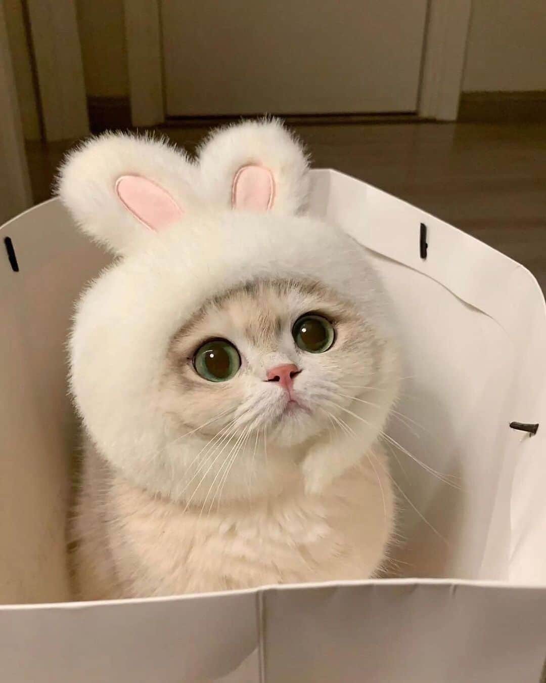 Cute Pets Dogs Catsさんのインスタグラム写真 - (Cute Pets Dogs CatsInstagram)「Bunny 😉  Credit: @薄荷猫猫甜不甜 - DY For all crediting issues and removals pls 𝐄𝐦𝐚𝐢𝐥 𝐮𝐬 ☺️  𝐍𝐨𝐭𝐞: we don’t own this video/pics, all rights go to their respective owners. If owner is not provided, tagged (meaning we couldn’t find who is the owner), 𝐩𝐥𝐬 𝐄𝐦𝐚𝐢𝐥 𝐮𝐬 with 𝐬𝐮𝐛𝐣𝐞𝐜𝐭 “𝐂𝐫𝐞𝐝𝐢𝐭 𝐈𝐬𝐬𝐮𝐞𝐬” and 𝐨𝐰𝐧𝐞𝐫 𝐰𝐢𝐥𝐥 𝐛𝐞 𝐭𝐚𝐠𝐠𝐞𝐝 𝐬𝐡𝐨𝐫𝐭𝐥𝐲 𝐚𝐟𝐭𝐞𝐫.  We have been building this community for over 6 years, but 𝐞𝐯𝐞𝐫𝐲 𝐫𝐞𝐩𝐨𝐫𝐭 𝐜𝐨𝐮𝐥𝐝 𝐠𝐞𝐭 𝐨𝐮𝐫 𝐩𝐚𝐠𝐞 𝐝𝐞𝐥𝐞𝐭𝐞𝐝, pls email us first. **」10月25日 6時56分 - dailycatclub