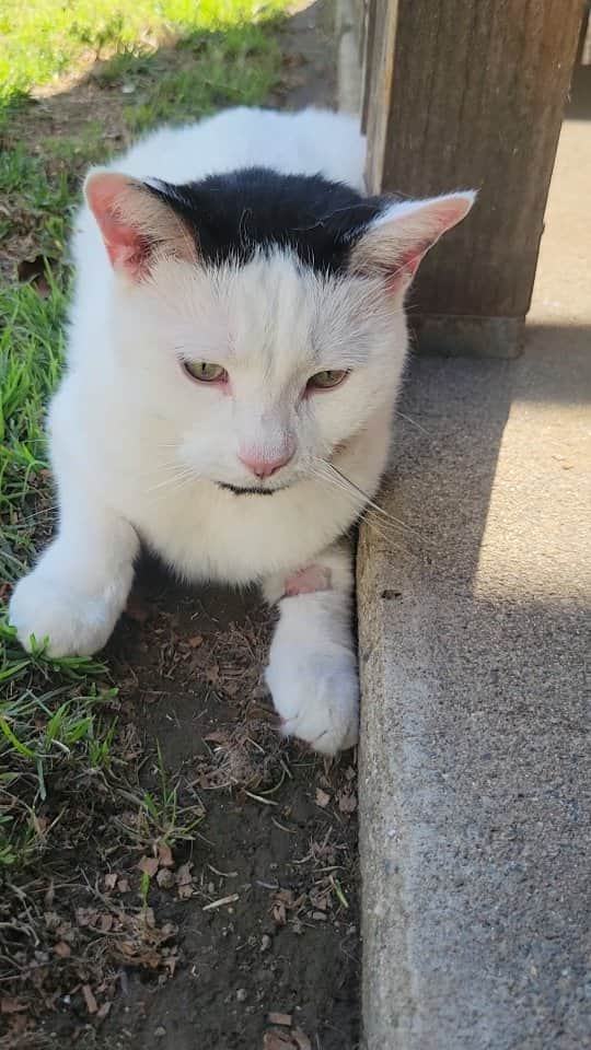 Garyのインスタグラム：「Someone is incredibly happy to be home. The doctors did not prescribe any special foods, just want me to make sure that he a eats wet food, even if it's kibble soaked in whatever (cat dad went and got chicken and beef broth made for cats) He'll be on gabapentin for now, possibly for a while to make sure his anxiety levels are not too high. They're saying this is feline idiopathic cystitis, one of the causes happens to be a multi cat household, who knew 😑 Anyway, there are plenty of other causes which can actually be addressed and we will be doing those things. Good news is that he peed just fine when he got home, and ate a ton of wet food. We'll be watching for anything weird for a while, and doing everything in our power to make sure it doesn't reoccur. Since I have 7 boys, everyone is getting this new treatment. If you don't hear from me, it means that Jesse killed me. Thank you guys for always being so supportive and sharing all that info the other night. It's really appreciated.」