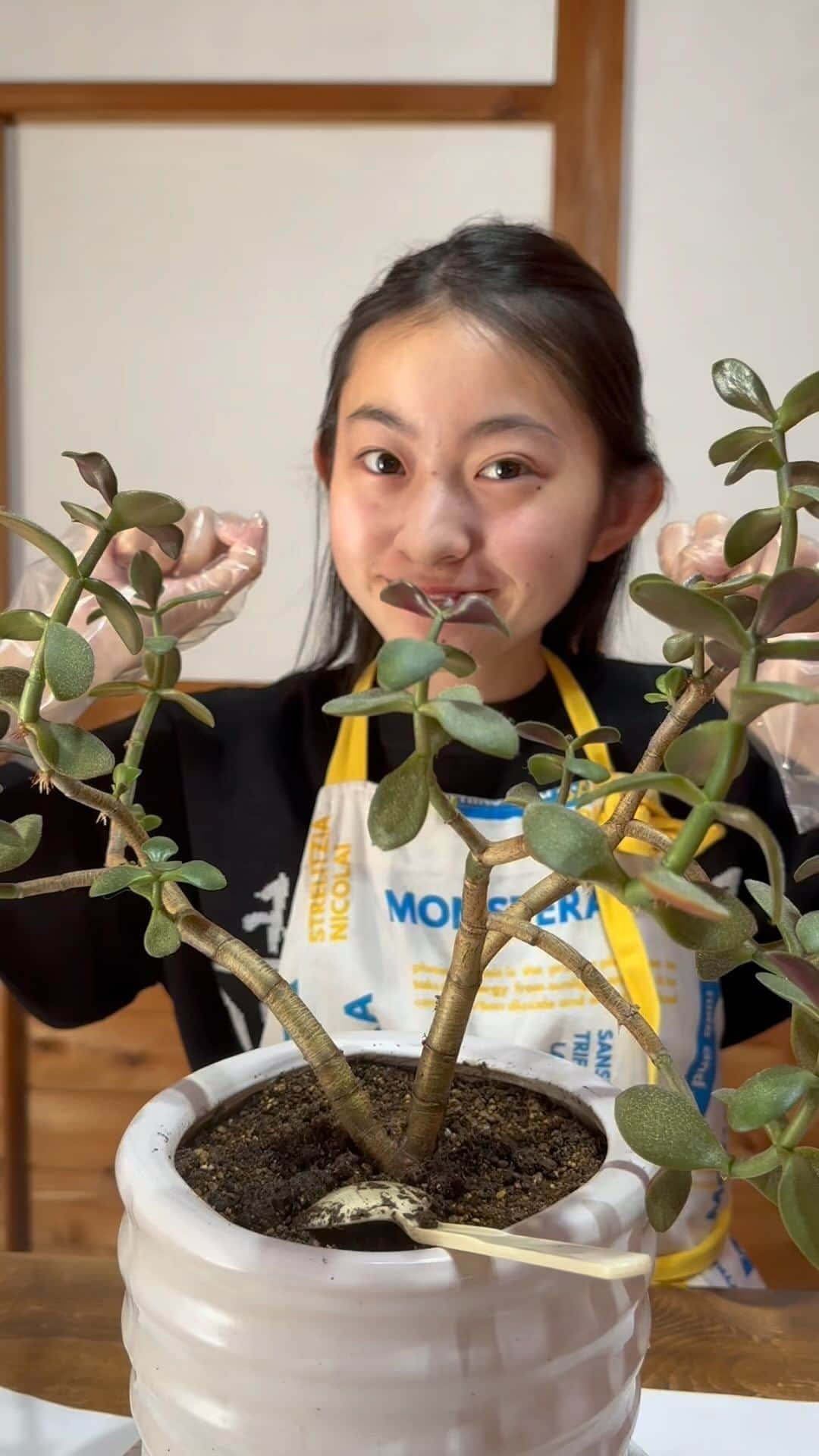 Ayamiのインスタグラム：「多肉植物たちをジャングルっぽくしてみた🌳🐘🌟  実はこのぞうさん他のプランターにも2頭います、、 他のプランターもジャングル計画中💭」