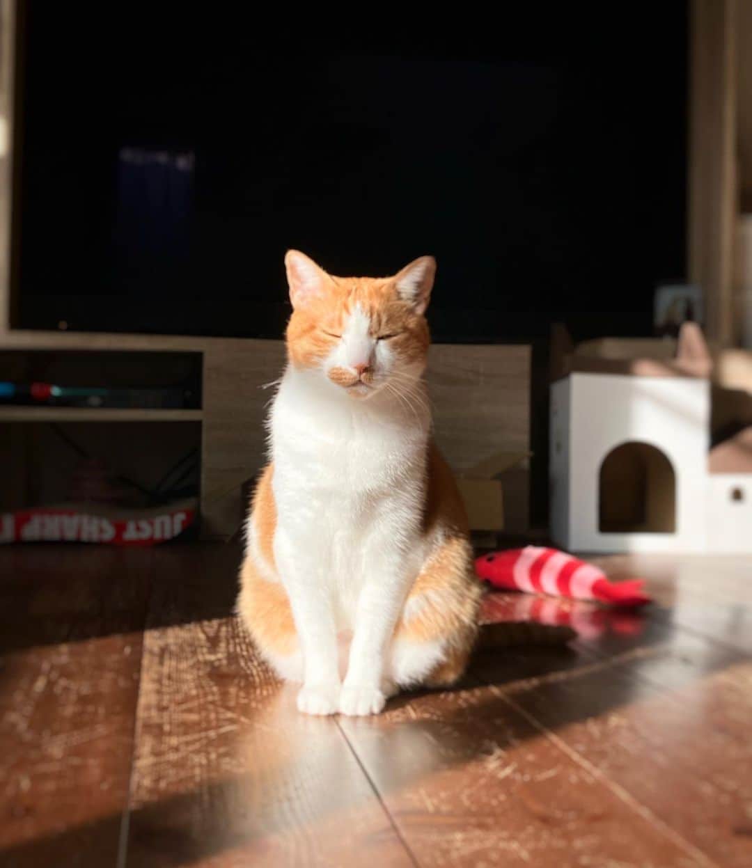 いちタルのインスタグラム：「🐈🐈🐈🐈🐈🐈 秋の朝陽を 満喫中 🐈🐈🐈🐈🐈🐈 #猫 #ねこ #ネコ #cat」