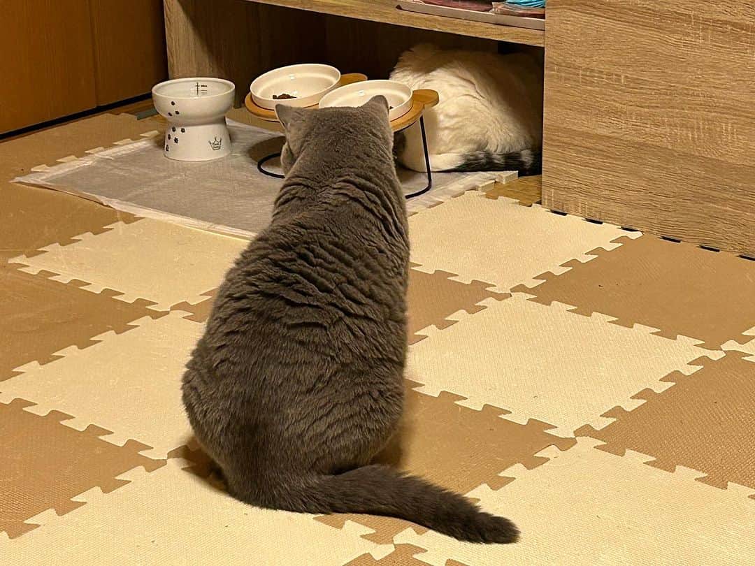 KAORUさんのインスタグラム写真 - (KAORUInstagram)「おはにゃん🤗 #ゆきさく いろいろ😊  #諭吉と幸来 #猫のいる暮らし」10月25日 8時37分 - yukisaku_88