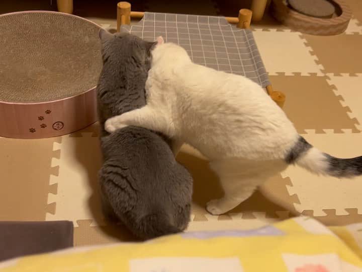 のインスタグラム：「おはにゃん🤗 #ゆきさく いろいろ😊  #諭吉と幸来 #猫のいる暮らし」