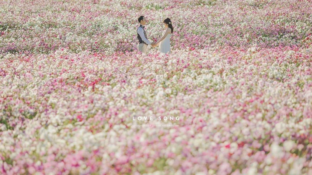 studioTVB梅田店のインスタグラム：「あわじ花さじき、 コスモスが咲き乱れていました◎ ・ ・ この天候、この時間、 すべてが愛おしい瞬間でした🌸 ・ 秋のロケーション、ご相談・ご予約お待ちしております◎ ・ ・ photo @kei.deco.ph ・ ・ ・ @studiotvb_umeda  @decollte_weddingphoto @d_weddingphoto_jp  ・ ・ ・ ・ ・ ・ ・ 共に働くフォトグラファー・ヘアメイク・プランナー、 募集中です。 @decollte_recruit  ・ ・ ・ #撮る結婚式 #デコルテフォト #スタジオTVB #studiotvb #スタジオTVB梅田 #studiotvb梅田 #ウェディングフォト #フォトウェディング #ロケーションフォト #ナチュラルウェディング  #洋装前撮り #ドレス試着  #万博記念公園  #コスモス  #コスモス畑  #コキア  #前撮り #大阪前撮り  #ウェディングドレス  #関西プレ花嫁 #プレ花嫁 #おしゃれ花嫁  #結婚式準備 #全国のプレ花嫁さんと繋がりたい  #プレ花嫁さんと繋がりたい  #日本中のプレ花嫁さんと繋がりたい  #幸せな瞬間をもっと世界に  #cherish_photo_days  #2023秋婚  #2024冬婚」