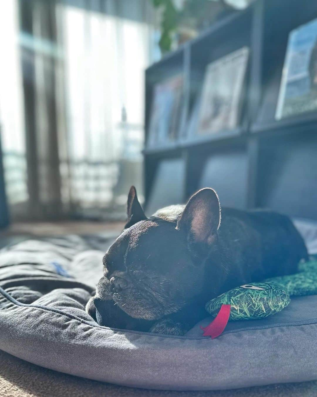 Turbo_dad フレブルのターボのインスタグラム：「Good morning ☀️  #frenchbulldog #frenchie #frenchbulldogsofinstagram #frenchbulldoglife #frenchbulldoglove #frenchiesofinstagram #frenchielove #フレブル #フレブルのいる生活 #フレブルのいる暮らし #フレブルライフ #buhi #ブヒ #フレンチブルドッグ #フレンチブルドッグのいる生活」