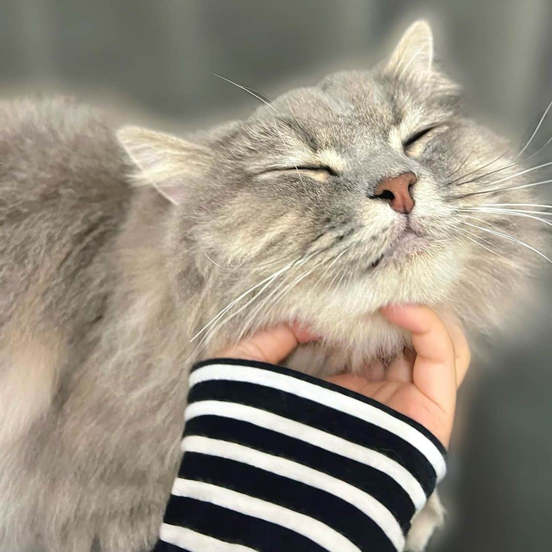 竹内花さんのインスタグラム写真 - (竹内花Instagram)「うるさんが幸せそうでなにより🐈‍⬛ うーしゃんと呼ぶとにゃ？と返してくれます。あざとい、、  #うる #サイベリアン #猫のいる暮らし #ねこのきもち #猫」10月25日 8時57分 - hanadanya_