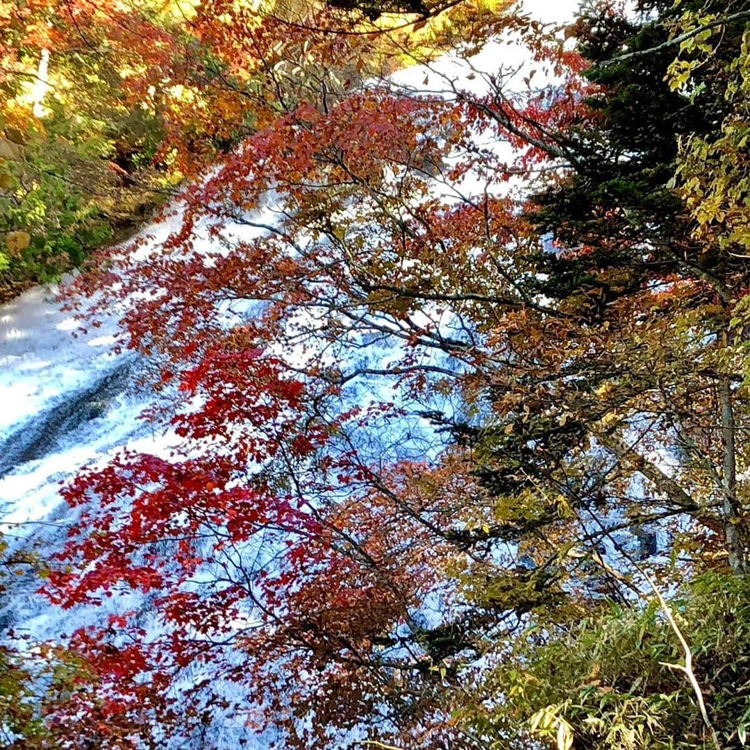 依田司さんのインスタグラム写真 - (依田司Instagram)「10月25日（水） 先週月曜日は栃木県日光市の湯ノ湖から紅葉をお伝えしましたが、けさは、その湯ノ湖の最南端にある滝『湯滝』からの中継。 滝を囲むのは、カエデやミズナラ、白樺などの木々。滝つぼの観爆台から右の遊歩道を登っていくと滝を上から眺めることができ、戦場ヶ原まで見渡せます。 ここは、何と言っても滝の迫力がすごい。 高さ７０メートル、長さ１１０メートルもあるんです。 「湯ノ湖」から流れてきたこの水は、「奥日光三大名爆」のここ「湯滝」から「竜頭の滝」を通り「中禅寺湖」へ流れ込み、最後は「華厳の滝」へと流れ着きます。 今朝は0℃台の冷え込みでした。紅葉狩りは防寒着必須です。  #湯滝 #AIGLE #エーグル #依田さん #依田司 #お天気検定 #テレビ朝日 #グッドモーニング #気象予報士 #お天気キャスター #森林インストラクター #グリーンセイバーアドバンス #プロジェクトワイルド #IPCC伝導者 #japan #japantrip #japantravel #unknownjapan #japanAdventure #japanlife #lifeinjapan #instagramjapan #instajapan #療癒 #ilovejapan #weather #weathercaster #weatherforecast」10月25日 8時59分 - tsukasa_yoda