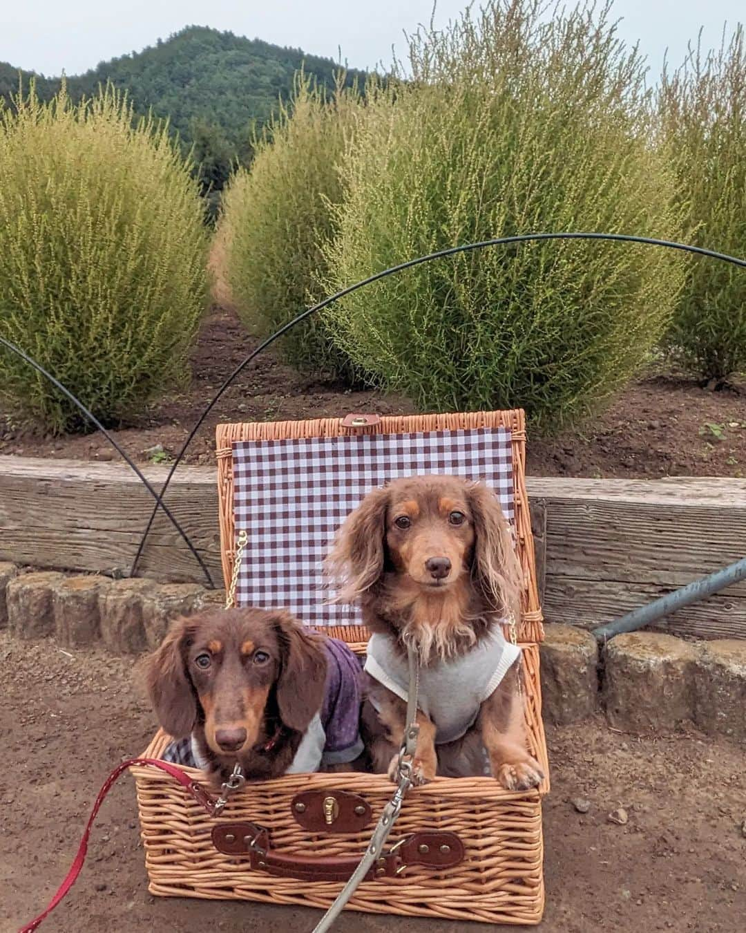 くるみんさんのインスタグラム写真 - (くるみんInstagram)「* 大石公園のつづき 人が少なそうな場所を探してバスケット撮影 映えとは程遠いセンス無さ💦  昔はミニチュアのこむぎさんとあずきちゃんが2ワンで普通に入っていたような… 2ワンともカニンヘンなのに何だか窮屈じゃない？  #カニンヘンダックスフント #カニンヘンダックスフンドチョコタン #カニンヘンダックス多頭飼い #カニンヘンダックスの日常 #カニンヘン #カニンヘンダックス #カニンヘンチョコタン #カニンヘンダックスチョコタン #カニンヘンの会 #カニンヘンダックスフンド #チョコタンダックスフント #チョコタンダックスフンド #チョコタンダックス #チョコタン #ダックス多頭飼い #ダックスフントカニンヘン #ダックスフント #ダックスフンドカニンヘン #ダックスフンドチョコタン #ダックス部 #ダックスフンド #ダックス #ダックスの日常 #ダックス短足部 #いぬバカ部 #いぬすたぐらむ #短足部 #大石公園 #コキア #dachshund」10月25日 9時02分 - michirumugiazu