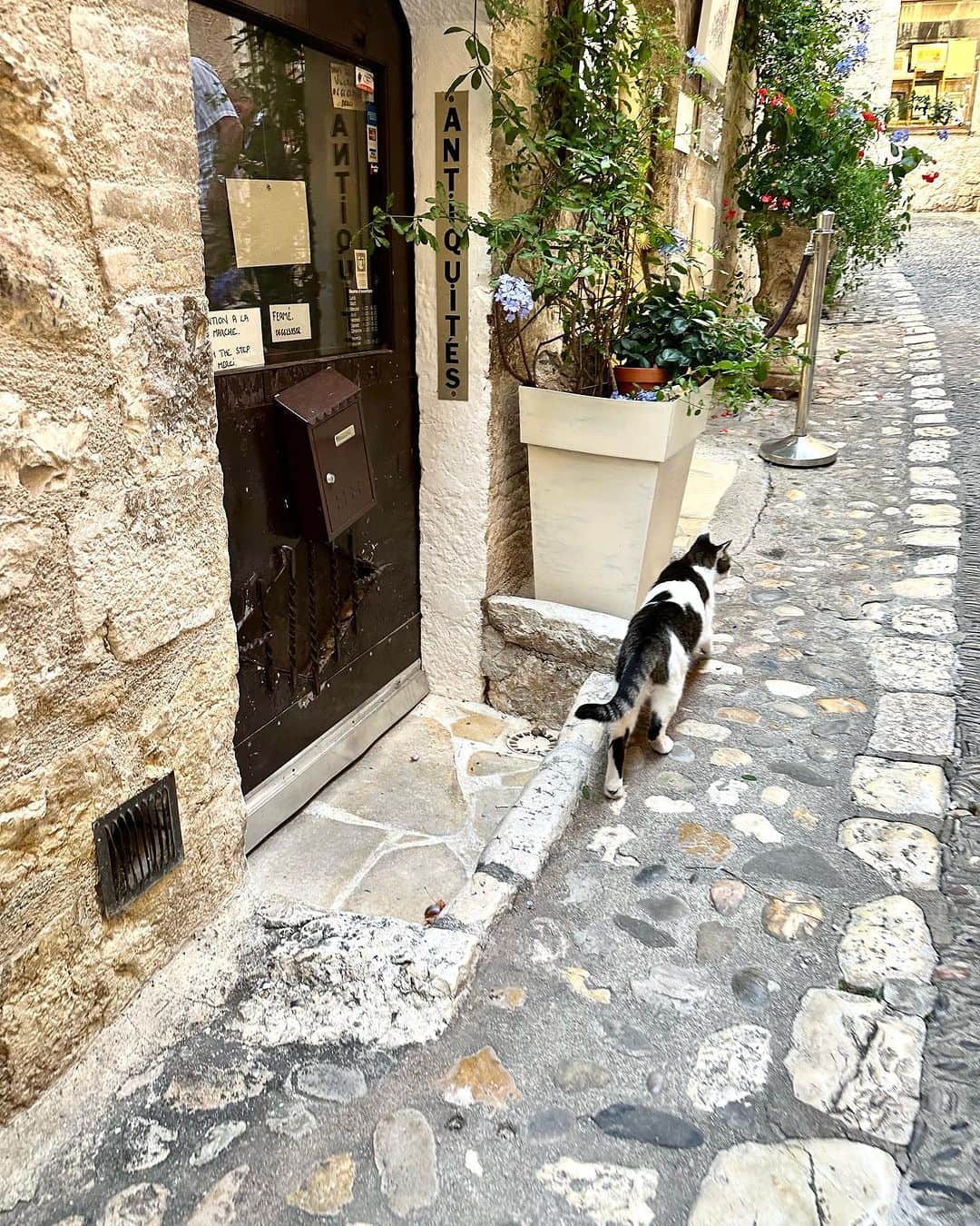 中塚翠涛のインスタグラム：「Le Village des Chats🐈  早起きをしてお散歩をしていると、可愛い猫たちに逢える村  #france  #vacances  #saintpauldevence  #南仏　 #travel  #art #朝散歩  #bonjour  #chat  #cat #suitounakatsuka  #旅先書家 #旅の記憶」
