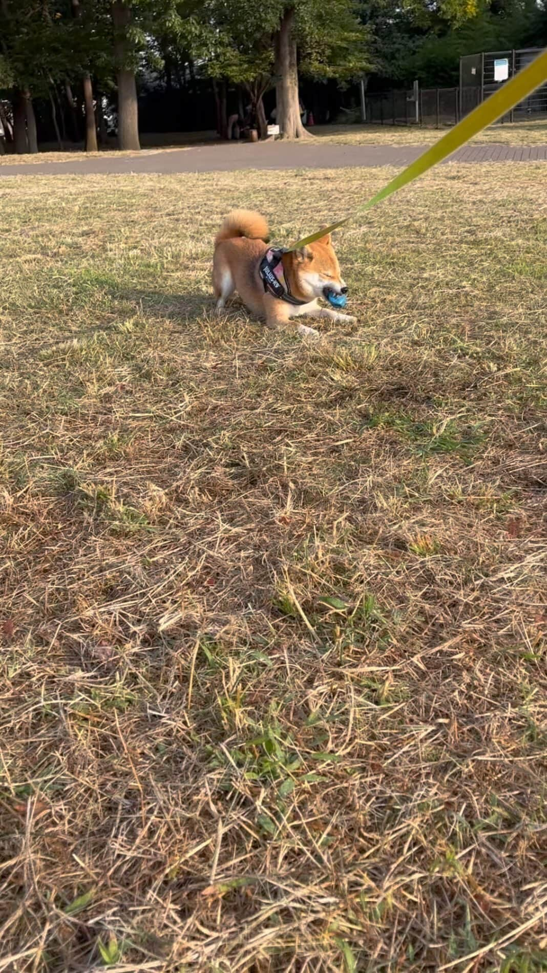 久保田磨希のインスタグラム：「ずっと犬と喋っている女が居たら私です😅たまにすれ違う方に振り返られます🙏 怪しいものではございません🙇‍♀️ 今日も良い一日を〜。 #久保田磨希 #あさんぽ  #柴犬 #豆柴 #お気に入りのボール」