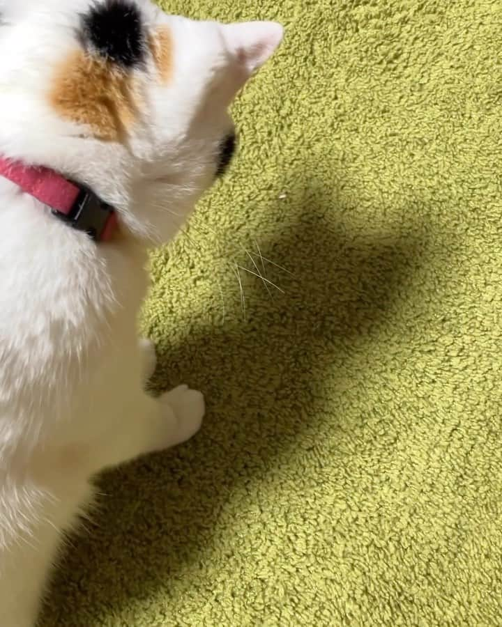 Aww Clubのインスタグラム：「I’m batman  mikuriko921  *Calico has found a small insect on the carpet. She might understand that it can’t fly any more, so she doesn’t punch it. She will let it go generously.*  #meowed #cutecat #cat #batman #shadow #sillycat #bugs」