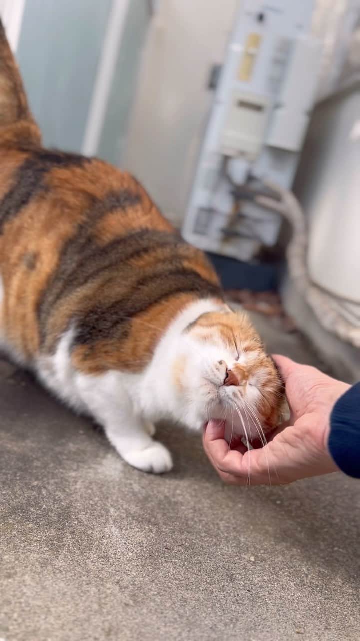 山田稔明のインスタグラム：「おはよ。胸の毛がフサフサね。 #ポチ実 #三毛猫」