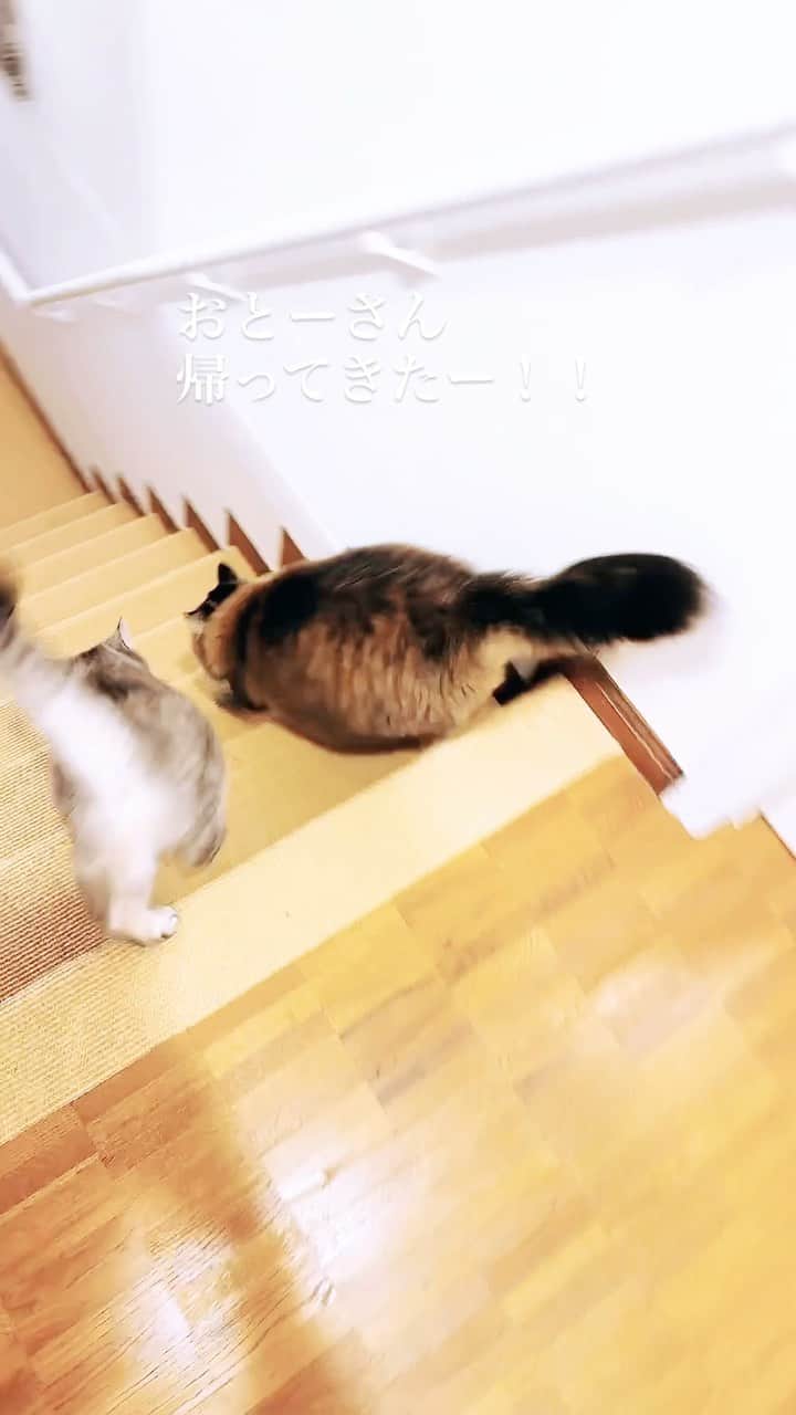 益子直美のインスタグラム：「おとーさん、帰ってきた！  お土産はー？！ 猫草？ チュール？ ケーキ？  なにもありませんでした！笑  #ねこ  #猫の階段降り  #キキララ」