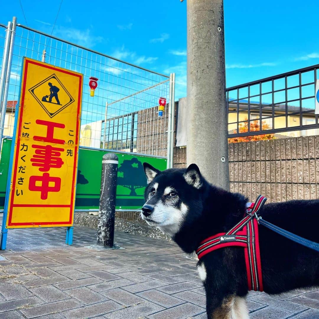 小川博永のインスタグラム：「いつもの道が工事中で戸惑うししまる爺さん。  #ししまる爺さん  #今朝まる #ししまる #dog #dogs #柴犬 #黒柴」