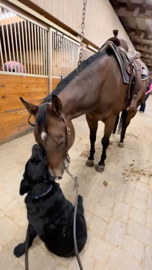 DogsOf Instagramのインスタグラム：「🥹 “We were late to our lesson but I couldn’t interrupt” — @dogmatt2020 / @turnaroundteam on Tiktok   #headnuzzlea #unlikelybestfriends #dogandhorse #horsedog」