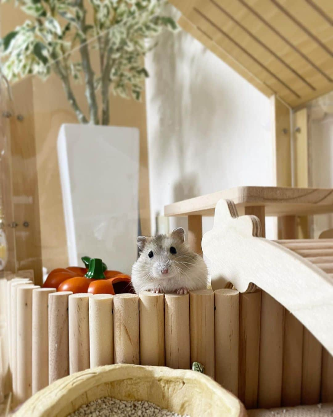 hamster_mocoのインスタグラム：「あれ？おかーさん( ˙꒳˙ )？  ゆずちゃんのキョトン顔が可愛すぎる😳♥️🐹🍊 2023.10.25 ✼••┈┈••✼••┈┈••✼••┈┈••✼••┈┈••✼ #ハムスターゆず#ハムスター#ジャンガリアンハムスター#ジャンガリアン#ジャンガリアンプディング#プディングジャンガリアン#イエロージャンガリアン#ふわもこ部 #モフモフ#ペット#親バカ部 #hamster#djungarian#hamstagram#hammy#happy_pets#PET_OF_OUR_WORLD#igersjp#ig_japan#instapet#weeklyfluff#kawaii#cute#仓鼠#정글리안#햄스터」