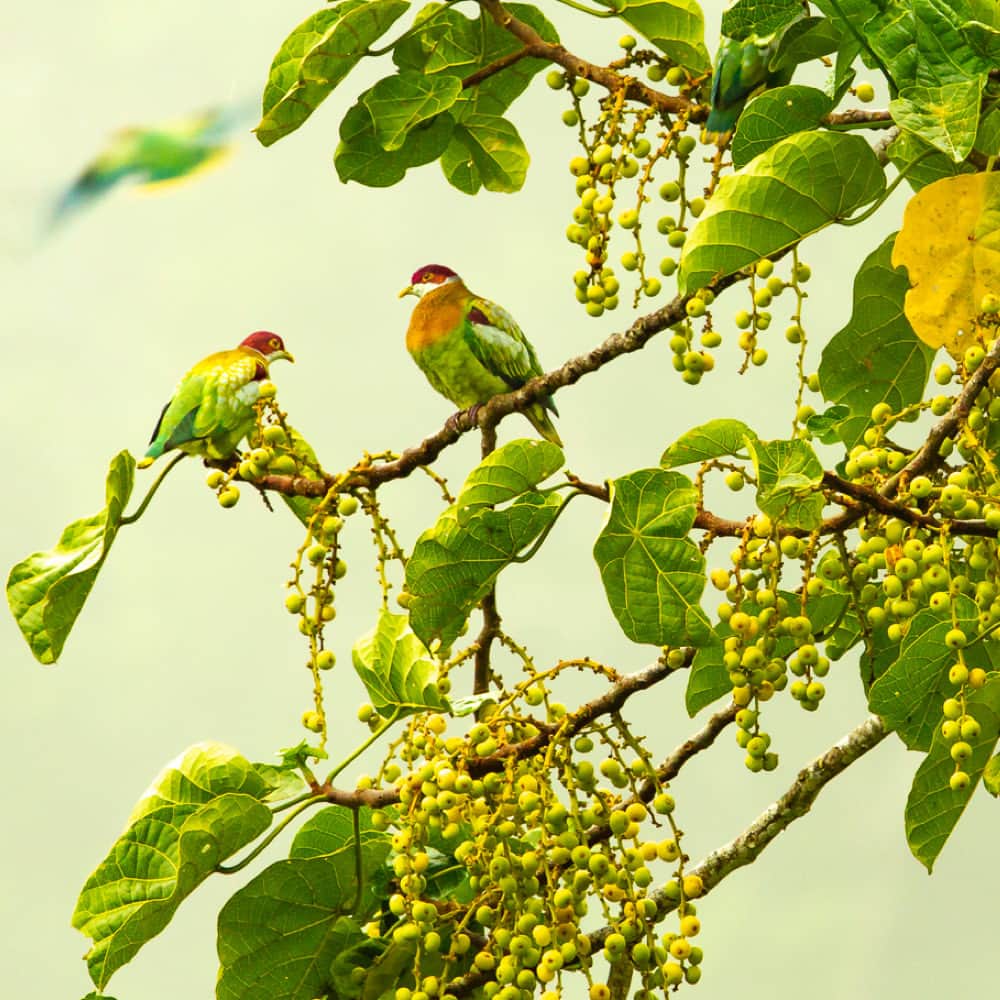 ナショナルジオグラフィックのインスタグラム：「Photo by @timlaman | Early on a misty morning in the Arfak Mountains of West Papua, Indonesia, I was staking out this fruiting fig tree when a group of ornate fruit doves paid a visit. The island has many species of fruit-eating pigeons and doves that are quite colorful. Swipe to see the full frame. For more on bird photography, follow @timlaman.」
