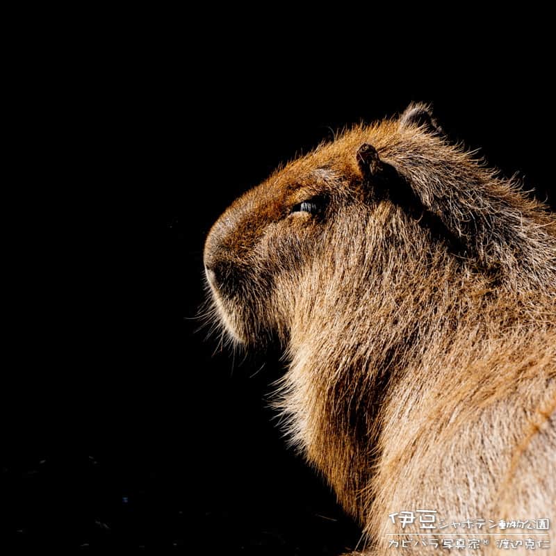 渡辺克仁さんのインスタグラム写真 - (渡辺克仁Instagram)「なんかイライラすると思ったら、 最近カピバラ達に会ってなくて 調べたら9/25の伊豆が最後でした。  出前カピバラとか出来ないかなぁ。  #カピバラ #水豚 #capybara #伊豆シャボテン動物公園」10月25日 11時32分 - katsuhito.watanabe