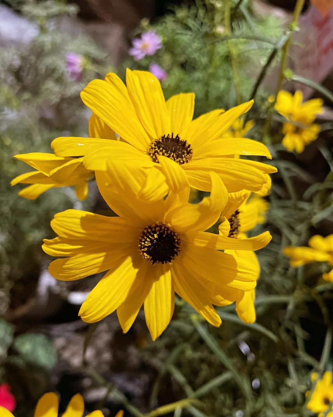 白間美瑠さんのインスタグラム写真 - (白間美瑠Instagram)「🌼🌵🎃 可愛いお花屋さん」10月25日 11時33分 - shiro36run