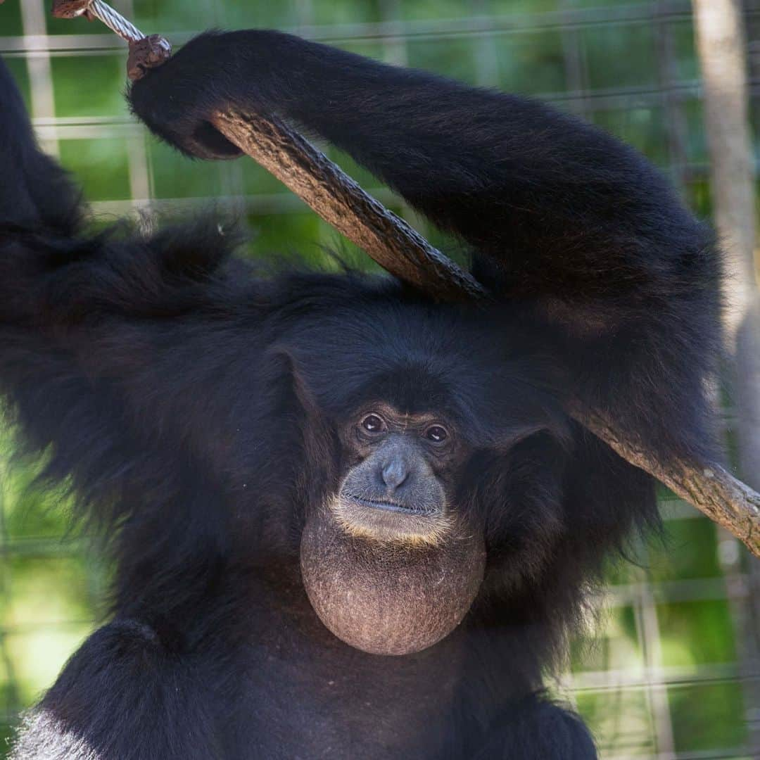 スミソニアン国立動物園さんのインスタグラム写真 - (スミソニアン国立動物園Instagram)「❤️🐵 Swing into #WorldGibbonDay! With hook-like hands for grasping branches, long arms for reaching and specialized shoulder joints for brachiating — siamangs have some amazing adaptations! Learn more from primate keeper Carly Hornberger. ✏️STORY: https://s.si.edu/3TEQnWK. (Link in bio.)」10月25日 11時45分 - smithsonianzoo