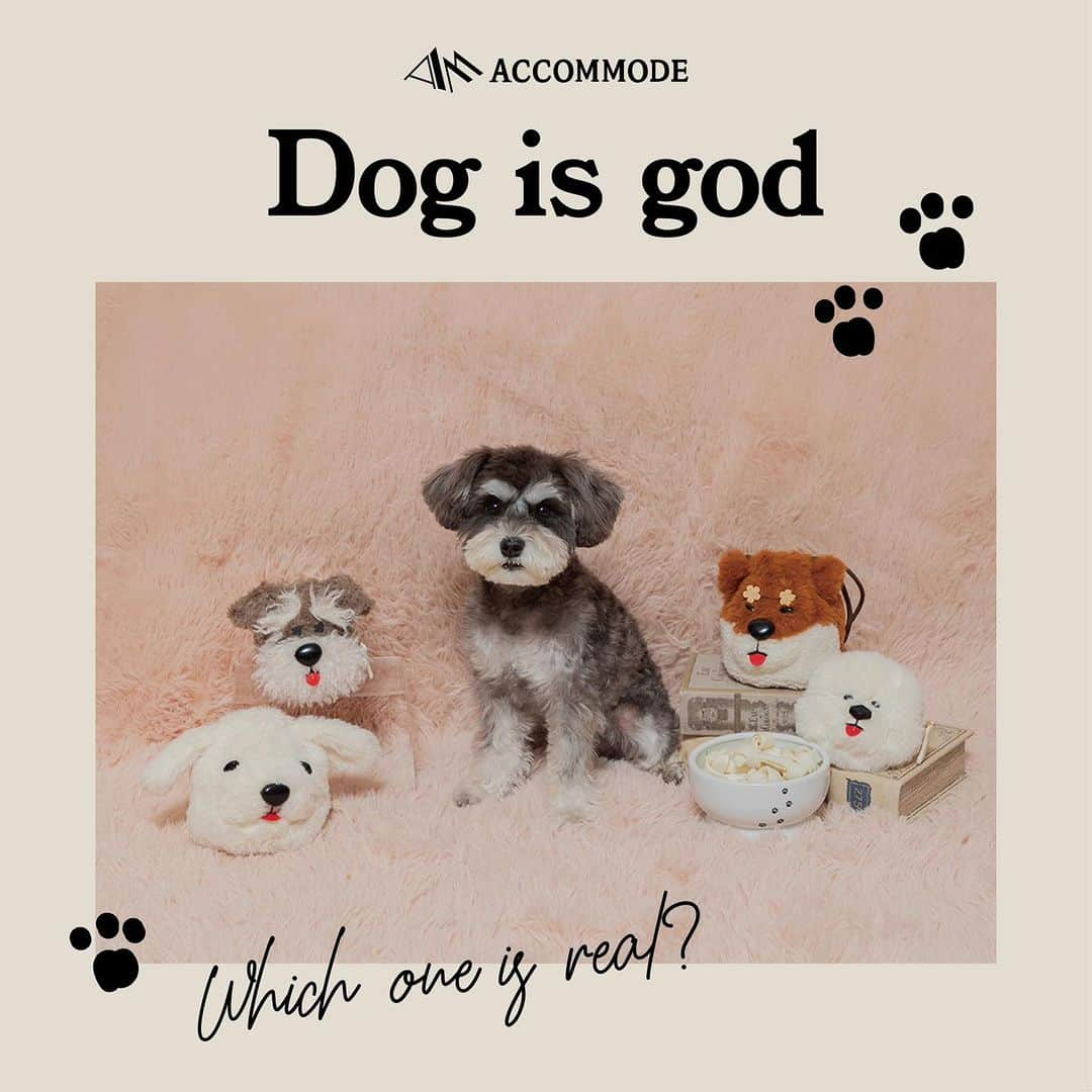 Accommodeのインスタグラム：「【Dog is god】👼🐾  愛らしい #犬シリーズ が登場！  ふわふわのファーやビーズを使用した、 アコモデらしいこだわりの詰まったデザイン🐶❣️  しっかり物を入れたい方には #巾着ポーチ 、 バッグなどにつけてアクセサリー感覚で持ちたい方には #ポーチチャーム がオススメ💡  骨のかたちになっているワンポイントつき🤍 ペットを飼っている方へのギフトにもぴったり！  ✔︎ ドッグファー巾着ポーチ 　¥3,520 - 　#豆柴 🤎 #シュナウザー 🖤 #ペキニーズ 🤍  ✔︎ ドッグファーポーチチャーム 　¥3,190 - 　#豆柴 🤎 #シュナウザー 🖤 #ビションフリーゼ 🤍  詳しくは商品タグもしくは プロフィールリンクよりcheck @accommode  #accommode #アコモデ #dogisgod #ファーポーチ #わんちゃん好きと繋がりたい #犬が好き #豆柴のいる暮らし #シュナウザー部 #シュナウザーグッズ #ペキニーズ大好き #ペキニーズグッズ #ビションフリーゼのいる暮らし #ビションフリーゼグッズ」