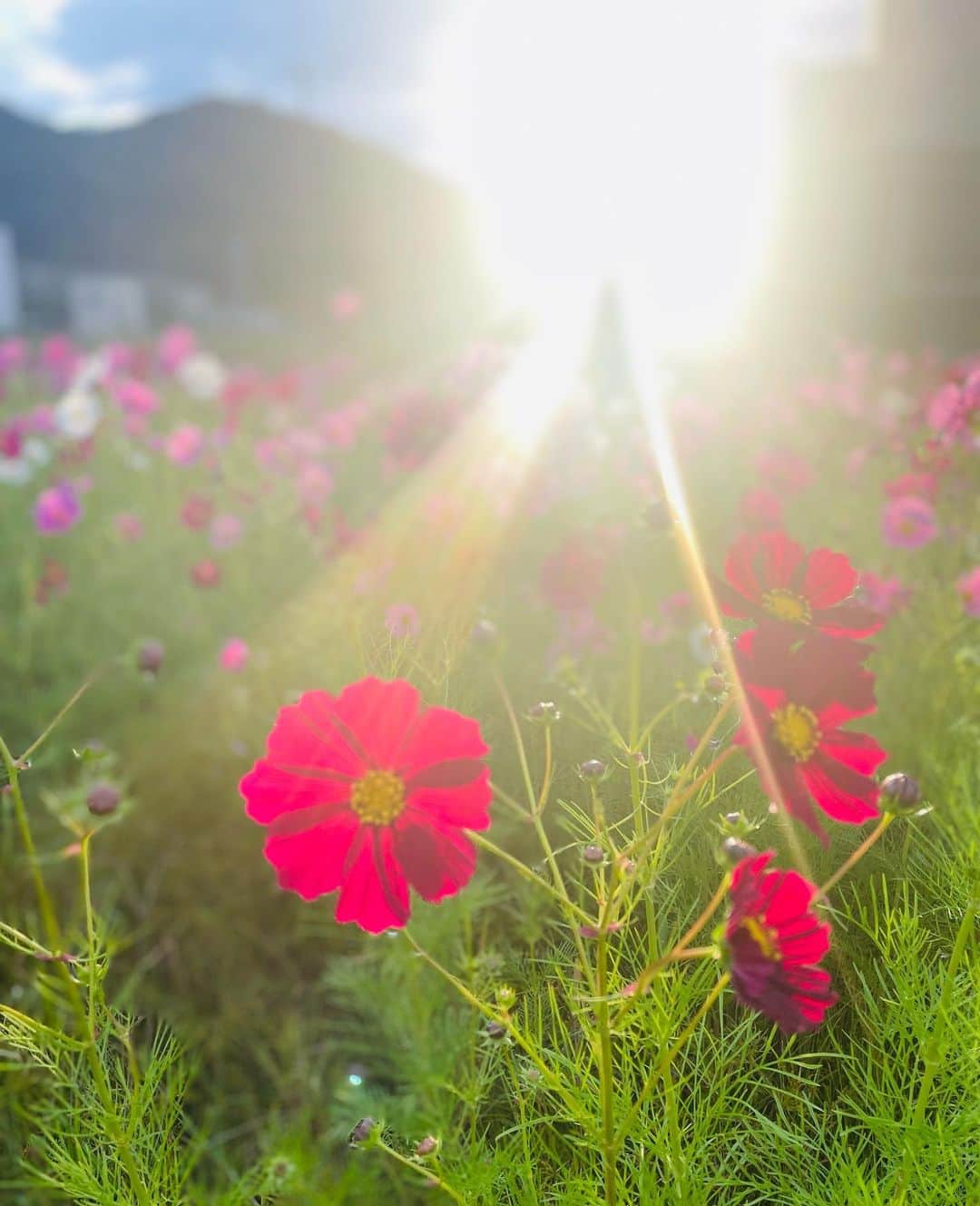 滝沢沙織さんのインスタグラム写真 - (滝沢沙織Instagram)「こんにちは😊コスモス畑がとっても綺麗だった日の写真🩷夕陽に照らされたコスモスが美しいですよね〜☺️✨ #コスモス #コスモス畑 #夕陽をバックに #美しく輝く #cosmos #flower」10月25日 12時01分 - saori_takizawa.official