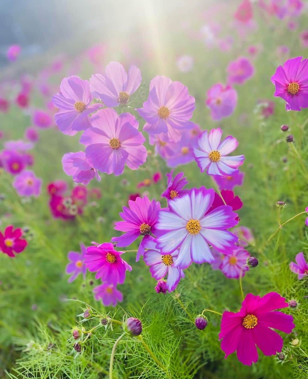 滝沢沙織のインスタグラム：「こんにちは😊コスモス畑がとっても綺麗だった日の写真🩷夕陽に照らされたコスモスが美しいですよね〜☺️✨ #コスモス #コスモス畑 #夕陽をバックに #美しく輝く #cosmos #flower」