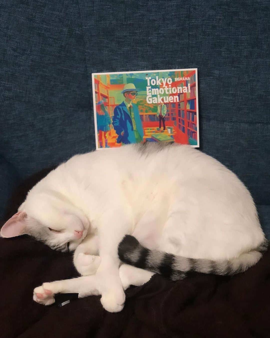 東出真緒のインスタグラム：「皆様、お待たせ致しました✨  本日BIGMAMA New ALBUM 「Tokyo Emotional Gakuen」 リリースです！！！  🌈🌈🌈🌈🌈🌈  昨日よりタワーレコード新宿店にて パネル展も開催！ 是非足を運んでCDを手に取ってください🖐️  もちろんこちらも配信スタート  https://ssm.lnk.to/TEG  さらに✨  『17 (until the day I die) 』のミュージックビデオをプレミア公開します！ https://youtu.be/s5UaNFTHNtg  そして毎日リリックビデオ／オフィシャルオーディオ映像を公開していきます！  そして！！  このアルバムを提げてツアー初日は 28日KT Zepp Yokohama⚓️  この勢いに着いてきてね！！！  Our new album is out today!🎉 The most emotional album ever! A panel exhibition is also being held at Tower Records Shinjuku Store. Please check it out.☝🏻  The tour will start on the 28th. @KT Zepp Yokohama Check out the new music video!  #BIGMAMA #tokxoemotionalgakuen #エモ学 #青春 #エモい #NewALBUM #うちのニノ君 #cat #catstagram」