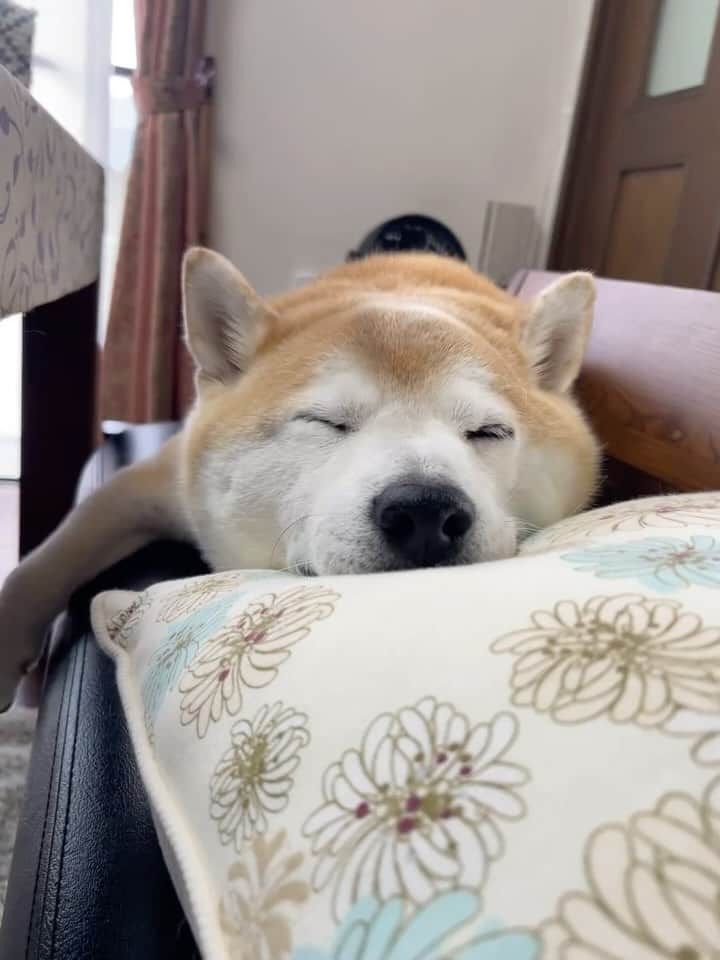 のインスタグラム：「🐾  起きたら また寝る  クッションを枕にして 鼻先をちょこんと乗せてる😊  私のきゅんするツボを わかってらっしゃる😭  …………………………………………🖋 #徳島柴ちゃん会　#shiba #徳島 #豆柴　#shibainu #dog #柴犬 #anicas#amazonpets #豆助座衛門　#犬」