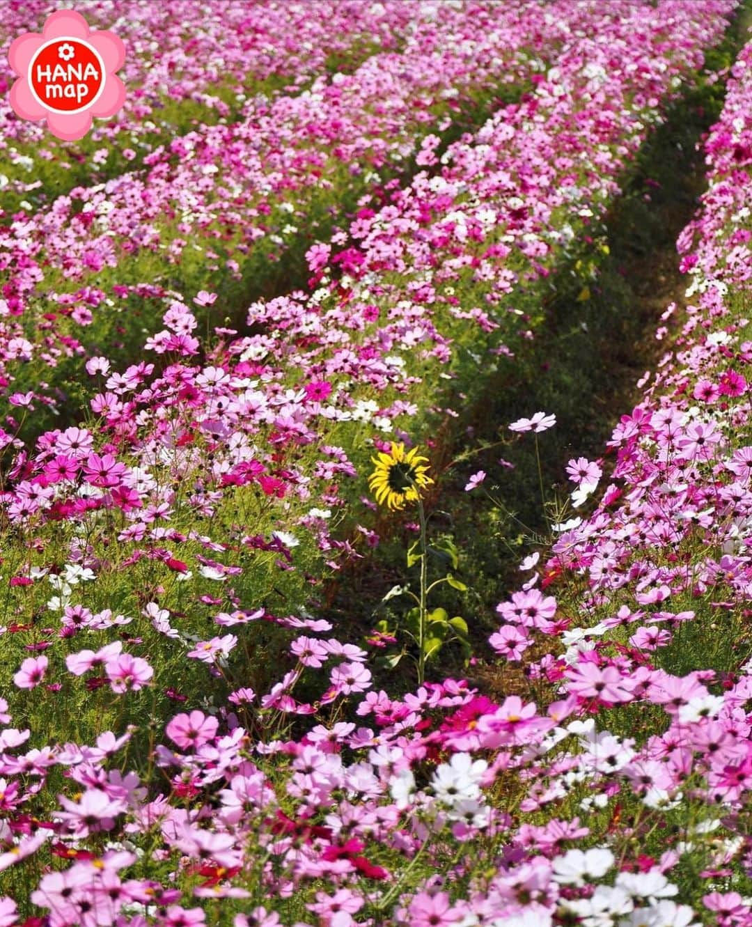 はなまっぷ❁日本の花風景のインスタグラム：「🌸はなまっぷ🌸 *  @yasuko751 さんの 花のある風景に花まるを💮 * 秋桜たちに囲まれて一際輝くヒマワリをありがとうございます😊🌸 * #兵庫　#小野市立ひまわりの丘公園 Sunflower Hill Park, Hyogo Pref. * コスモスの花言葉 乙女の真心 * #はなまっぷ#日本の美しい花風景#花のある風景#花#花言葉#花畑#コスモス#秋桜#花畑#コスモス畑#小野市#ひまわり#ヒマワリ#向日葵#秋#ひまわりの丘公園 * いつも素敵なお花をありがとうございます😊 ※見頃が過ぎている花、終わっている花もご紹介させていただいています。 * 🌸••••••お知らせ••••••🌸 * 花風景検索サイト　はなまっぷ https://hanamap.com 🔍「はなまっぷ」または @hanamap プロフィール欄から ぜひご覧ください * 📖🌸📖🌸📖🌸📖🌸📖 四季の花々を訪ねていきたい にっぽんの花地図 好評発売中📘 📖🌸📖🌸📖🌸📖🌸📖」