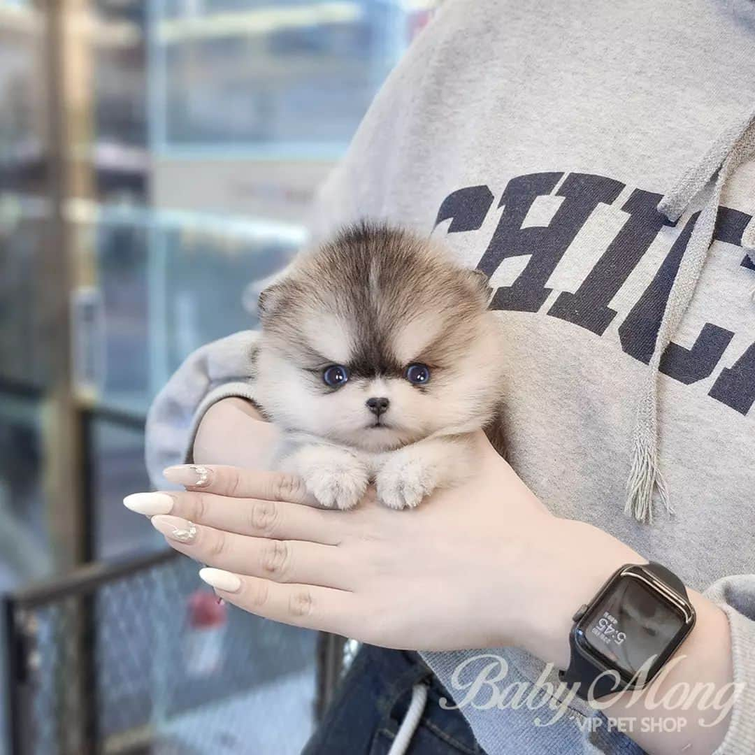 のインスタグラム：「Look at pomsky's pretty blue eyes! 👀👀 . . 저희는 다양한 강아지를 소유하고있으며, 강아지의 외모와 건강에 최선을 다하고 있습니다. We OWN Each and Every Puppy In Hand We Only Offer the Best in Appearance and Health  . . 베이비몽은 11년동안 운영한 믿을 만한 펫샵으로 많은 한류스타, k팝스타, 셀럽들이 선택한 곳입니다 미니 사이즈,명품견 전문으로  해외,국내에서 이미 유명하며  단 한건의 사고 없이 지금까지 운영해 왔습니다  당신이 원하는 강아지가 있다면 언제든지 연락주세요!!  BabyMong is a reliable pet shop that has been operating in Korea for 11 years. Many K-pop stars, Korean wave stars, and celebrities chose BabyMong. We are specialize in selling mini-cup-sized puppies. We sent many puppies abroad for a long time. And the puppies have been transported safely without a single accident.  Feel free to contact me if you are interested. . . ????서울 영등포 본점: 010 8325 0086 영업등록번호: 110111-7609071 주소: 서울시 영등포구 영중로23 대표번호: 1688-4386 ??  text Instagram☎+82-10-2214-0186 Whatsapp +82-10-2214-0186 Wechat babymongoverseas Email : babymongkorea@gmail.com Dm : ?? Please direct message call me BABYMONG Main Kakao talk ID : babymongkorea . . #폼스키 #미니폼스키 #폼스키입양 #폼스키분양 #포메라니안 #포메 #미니포메 #포메입양 #포메라니안분양 #강아지 #댕댕이 #멍스타그램 #베이비몽 #영등포 #강아지분양 #강아지입양 #애견분양 #애견 #pomsky #pomeranian #pomskypuppy #pomskystagram #pomskyworld #minipomsky #dog #puppy #pupppylove #teacuppuppy #cutedog #puppyforsale」