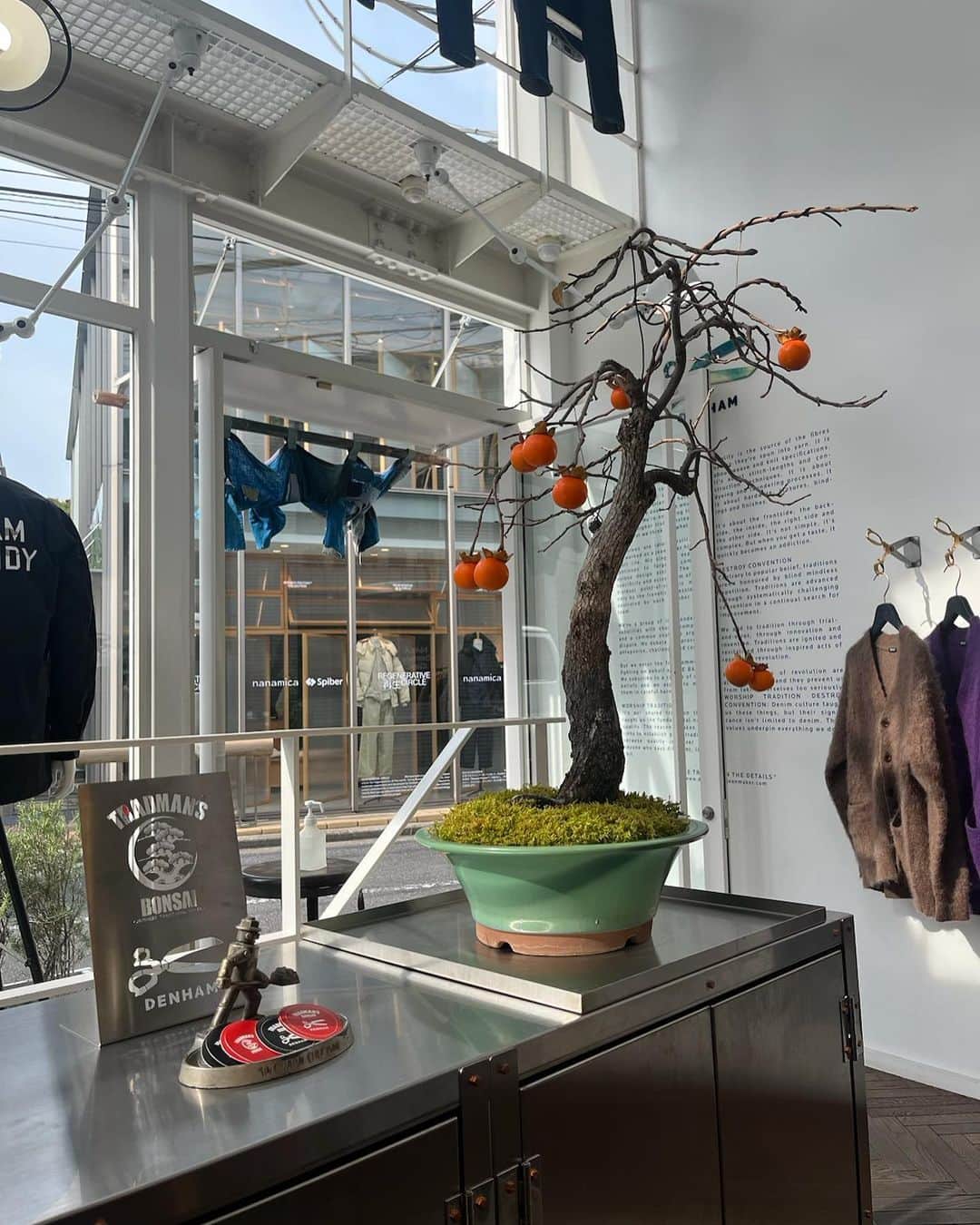 denham_japanのインスタグラム：「今週の盆栽 in @denham_daikanyama store.   山柿(ヤマガキ)  カキノキ科の落葉高木。山地に自生し、葉は広楕円形で、春に開花し、そこに実をつけます。涼しくなると徐々に色づき秋を感じる逸品です。  樹種/山柿(ヤマガキ) 担当/ オグラ　リョウさん @chari___9   @teppei_kojima501  @shusuke_koyama13  @tradmans_matsubaya.inc  @metallic_furniture_mills  @denhamjapan  @denham.china  @denhamthejeanmaker  @denham_daikanyama」