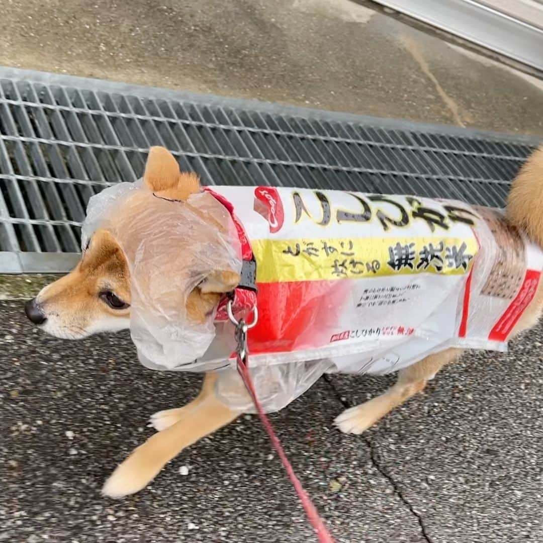 柴犬小春のインスタグラム