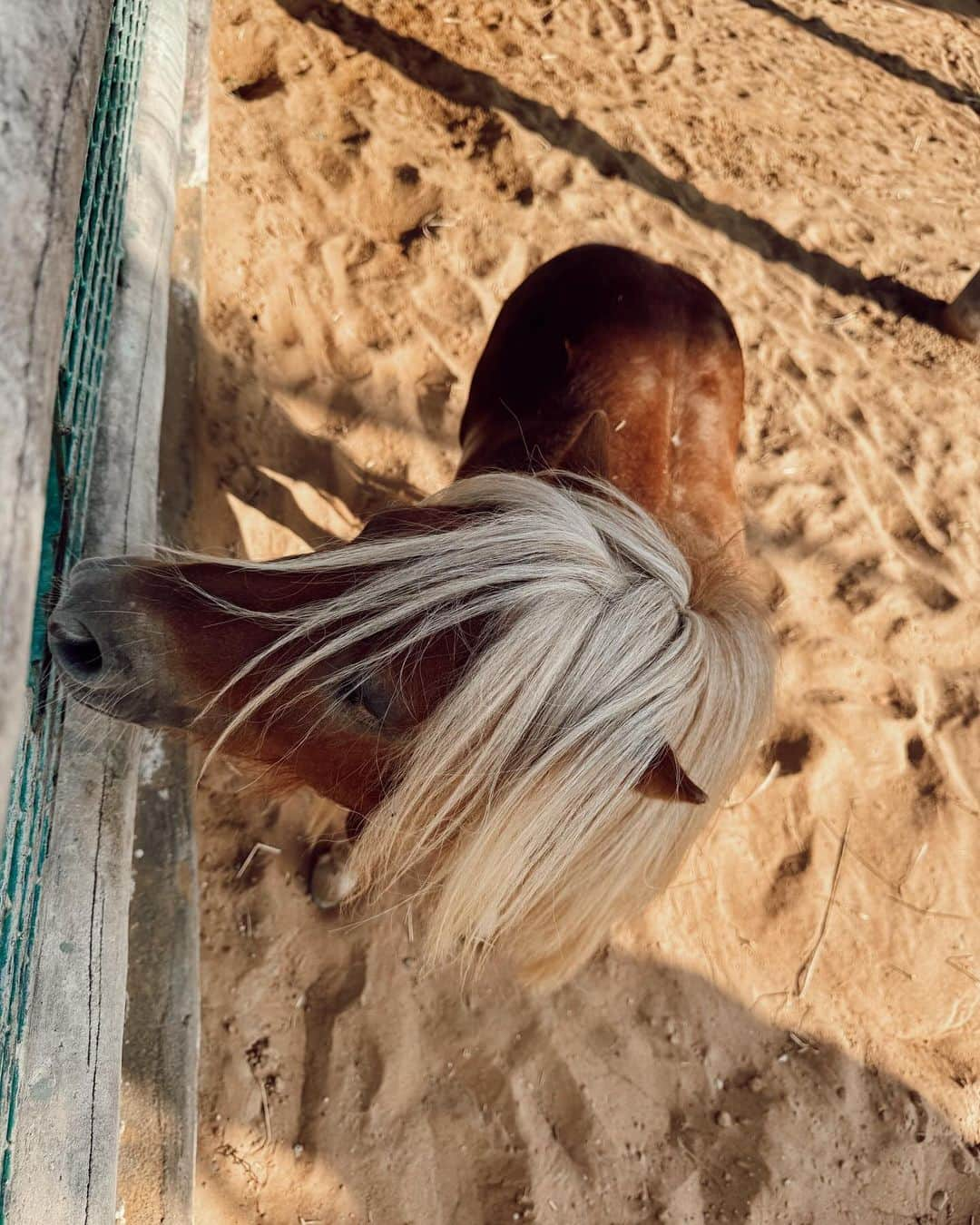 ロッティー・トムリンソンさんのインスタグラム写真 - (ロッティー・トムリンソンInstagram)「a morning with the animals🦜🦆🐪🦒 another amazing place to visit when #inabudhabi 🩷 @visitabudhabi ad」11月23日 18時47分 - lottietomlinson