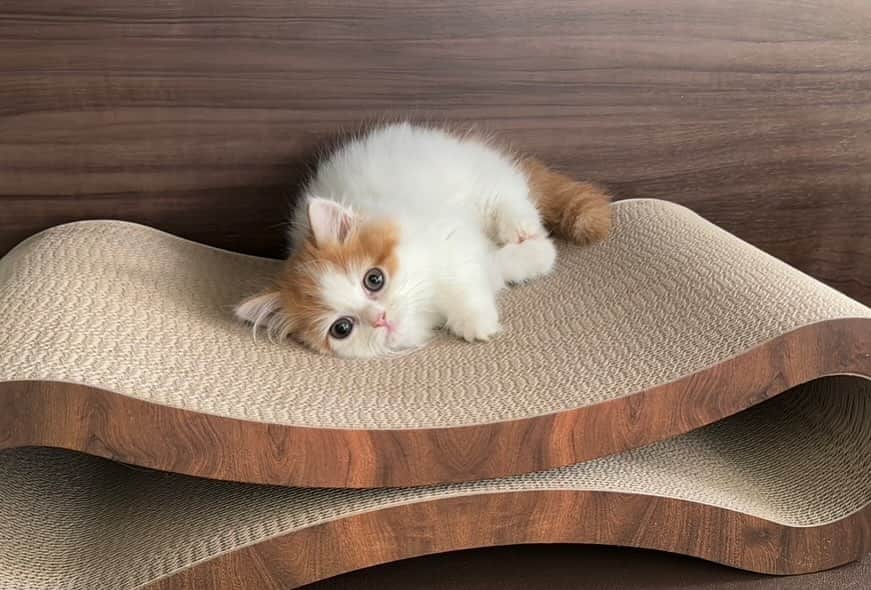 のインスタグラム：「昨日YouTubeでも紹介しましたが、🐈  新しい家族の“ぽて”です🍘 (名前は、初めて会った時に即決しました!🫢)  かわいすぎて毎日悶絶しております..😵‍💫♡  これからよろしくお願いします🐈🎀」