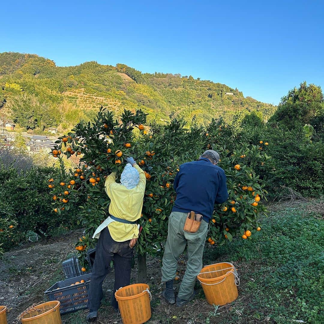 Asano Minamiのインスタグラム：「勤労感謝の日。じいちゃんもばあちゃんも80代現役農家🍊つよー！」