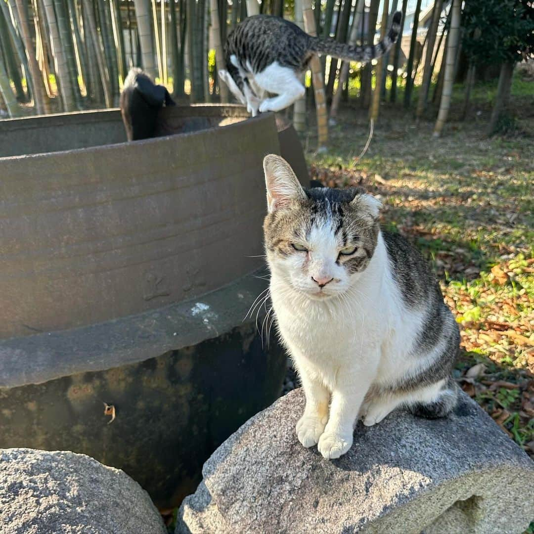 やふのインスタグラム：「子猫の見守りにウンザリ顔の京太おじさん . #cat #neko #catlovers #catsofinstagram #catstagram #instacat #猫 #ねこ #ネコ #保護猫 #京太」