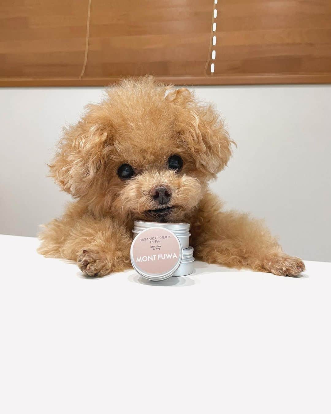 ふわさんのインスタグラム写真 - (ふわInstagram)「お知らせです。 @mont_fuwa  新商品、オーガニックCBDバームが発売中です。  ふわにバームを毎日ぬり続けたら グミのような肉球に!!笑 グミは言い過ぎですが肉球がもっちりむにむになってきました。  @mont_fuwa  オーガニックCBDバーム 乾燥、カサカサの季節におすすめです。  ※2枚目の写真、オバショットに見えるのは私だけでしょうか？  #toypoodle#toypoodlegram#dogsofinstagram#instadog#doglover#doglife#cutedog#dog#fuwamama#ふわもこのふわ#ふわ#トイプードル#ふわもこ部#犬バカ部#親バカ部#犬のいる暮らし#いぬすたぐらむ#肉球バーム#cbdバーム」11月23日 17時58分 - huwayama